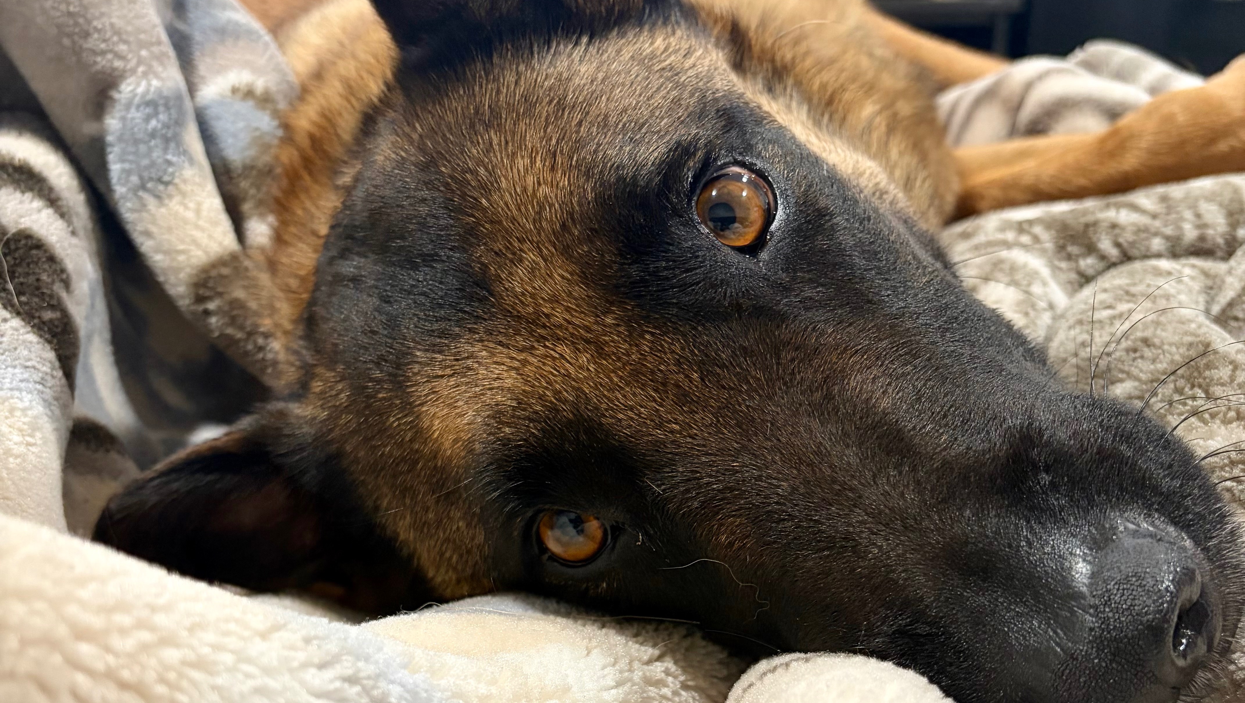 Help Me & My Dogs Find Safety and Stability photo