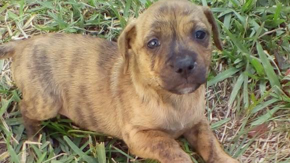 Help Tiny Get Lifesaving Surgery photo