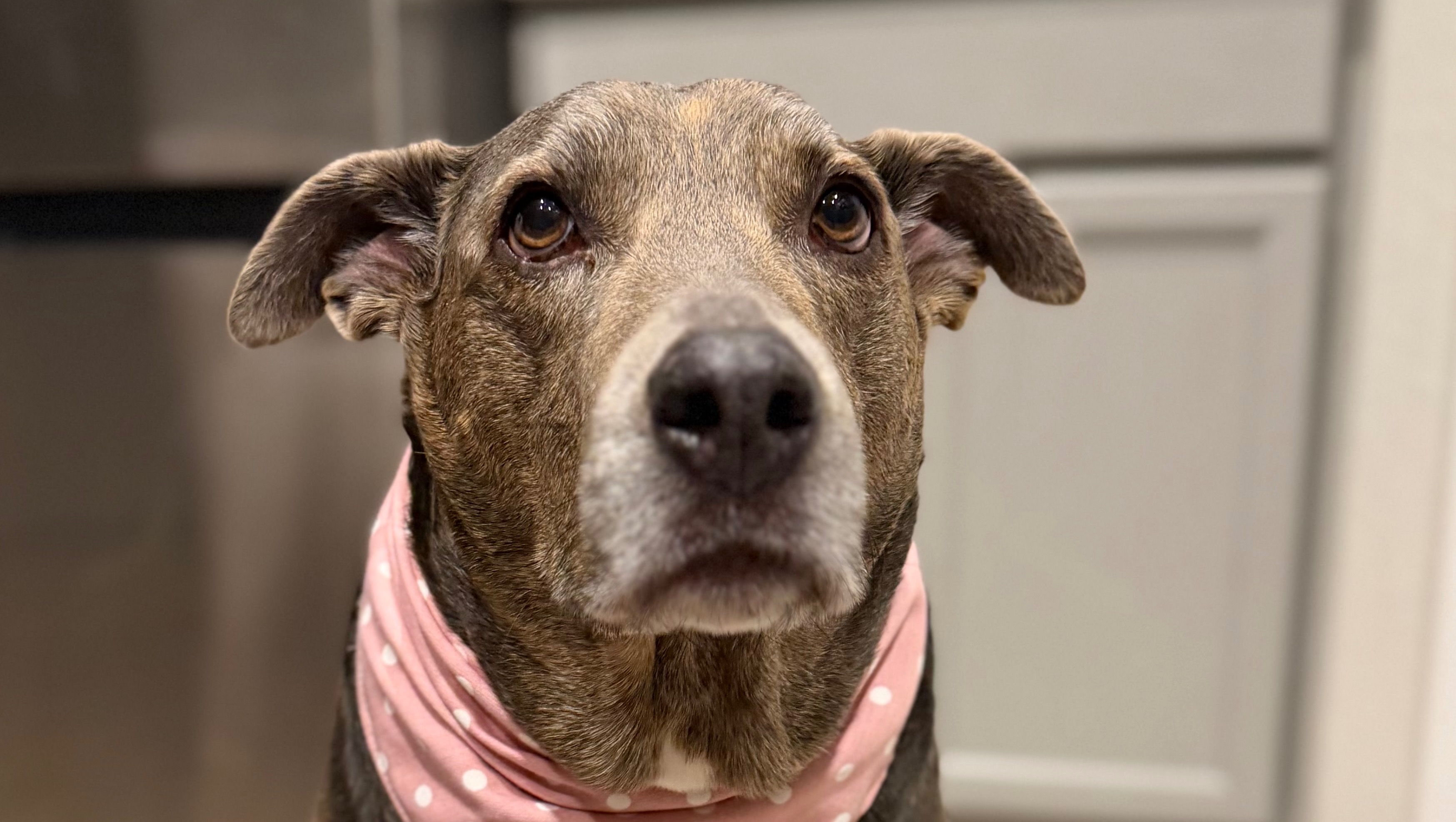 Help My Dog Fight Cancer photo