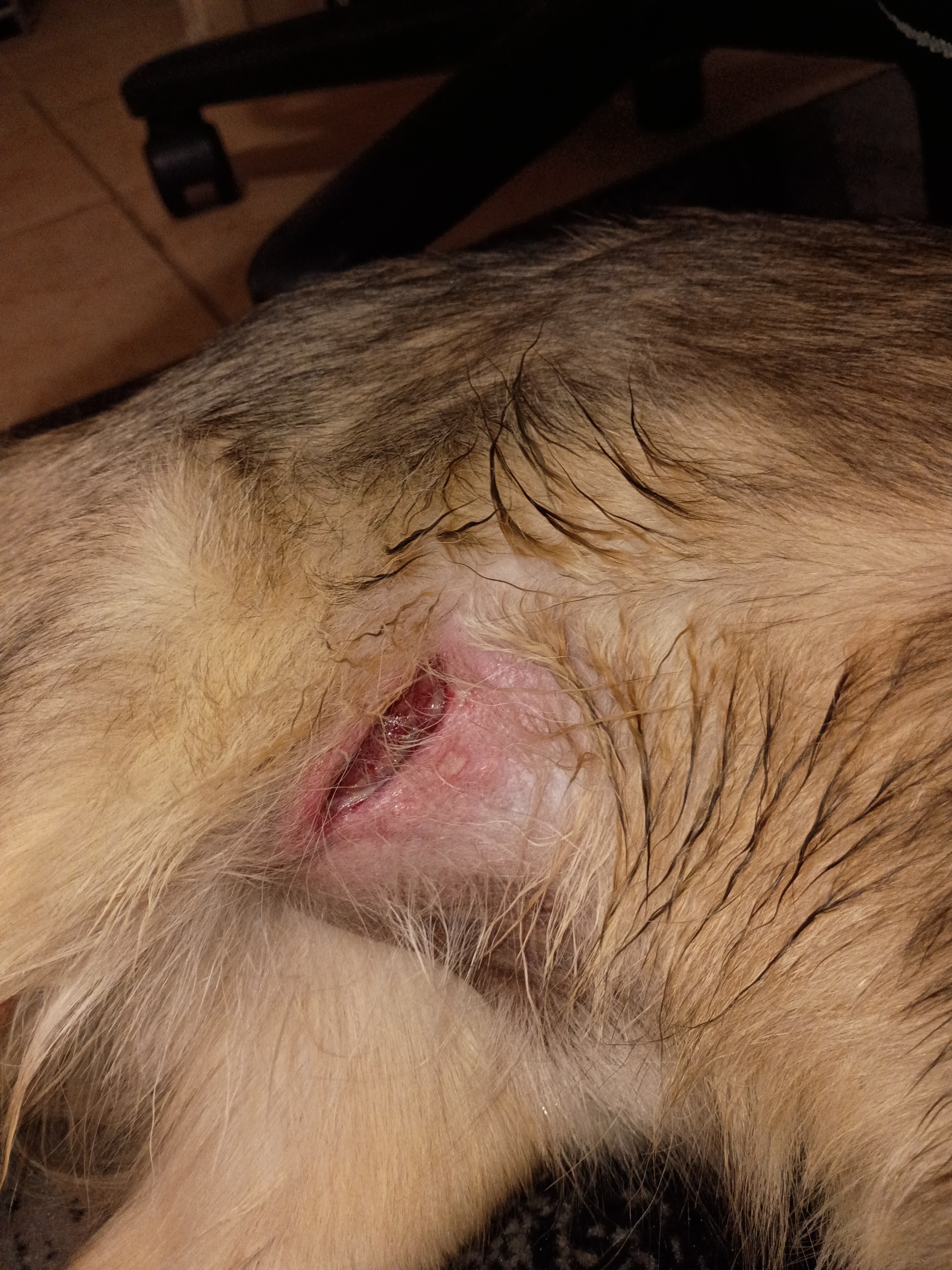 Help Save My Dog After Attack campaign photo, 4 of 5