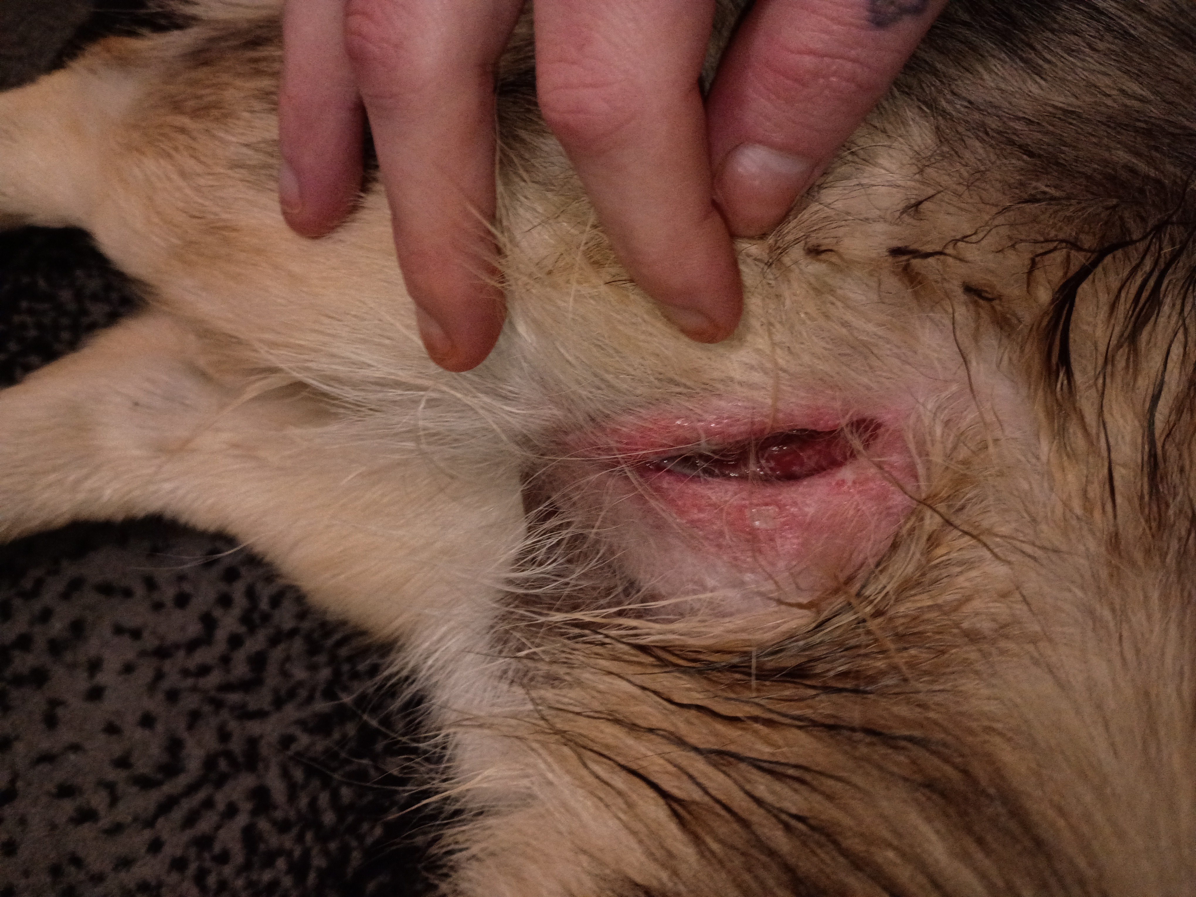 Help Save My Dog After Attack campaign photo, 2 of 5