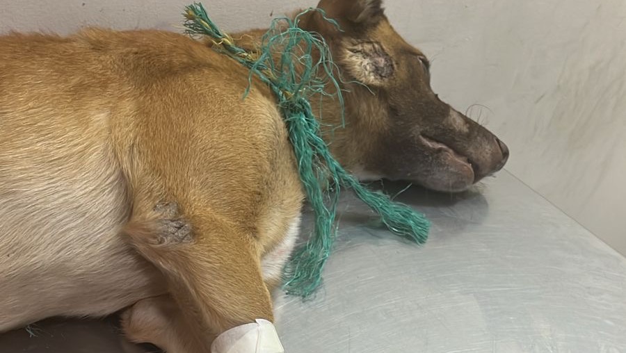 Help Chocolate Get Urgent Veterinary Care photo