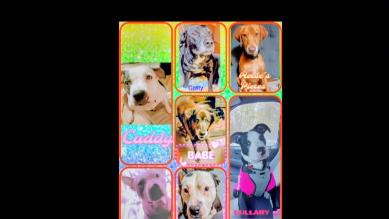 Help Latrisha & 7 Dogs Stay Safe & Fed photo