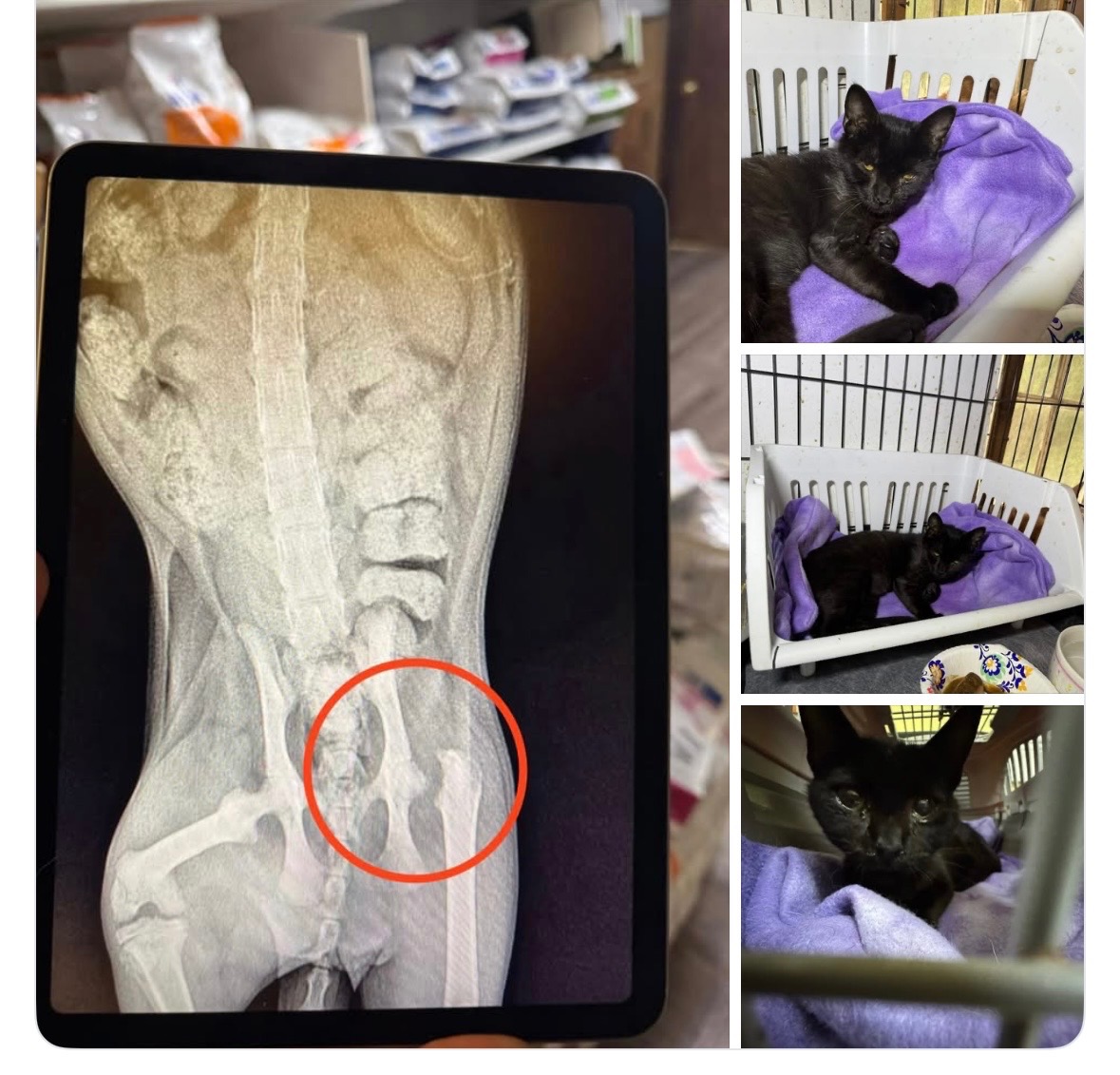 7 plus 1…No Safety Net: Save the Toolbox Kitties campaign photo, 7 of 8