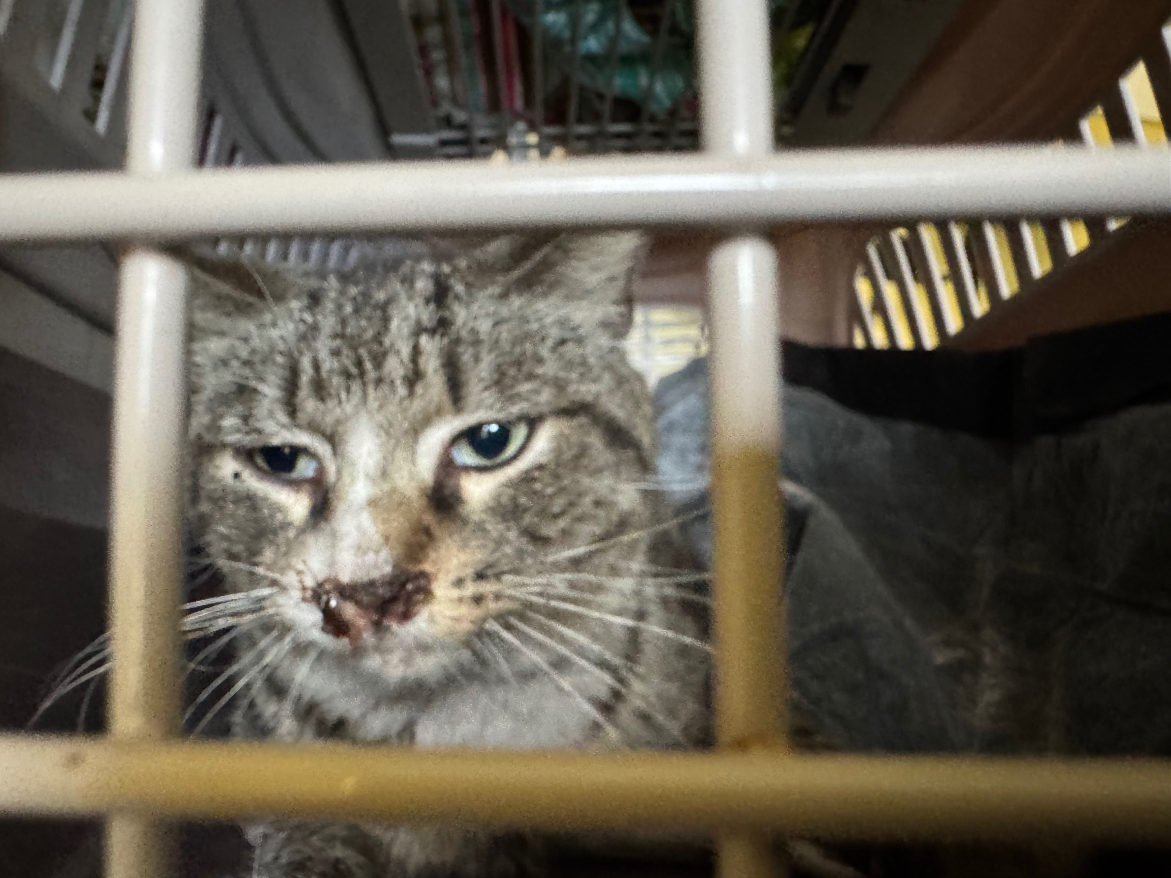 7 plus 1…No Safety Net: Save the Toolbox Kitties campaign photo, 2 of 8