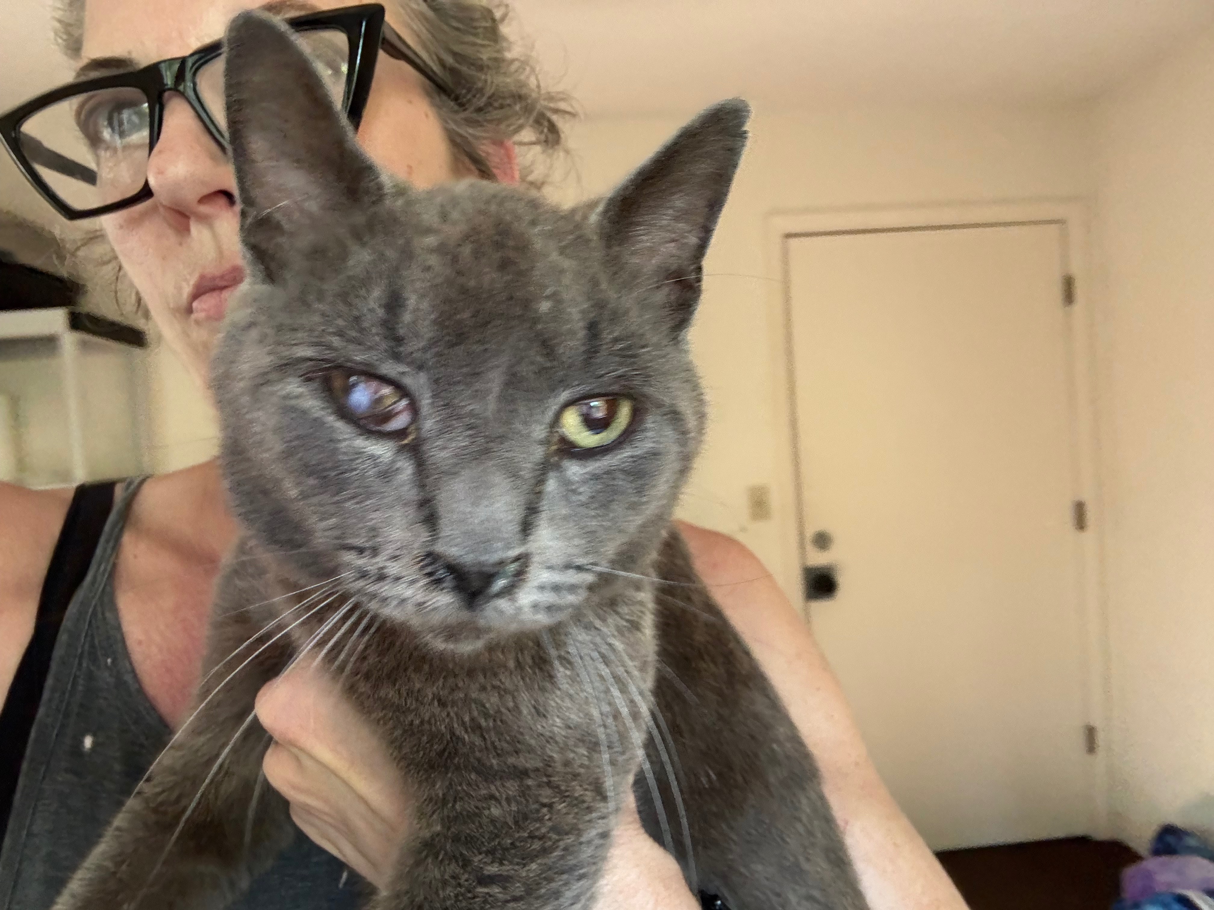 7 plus 1…No Safety Net: Save the Toolbox Kitties campaign photo, 5 of 8