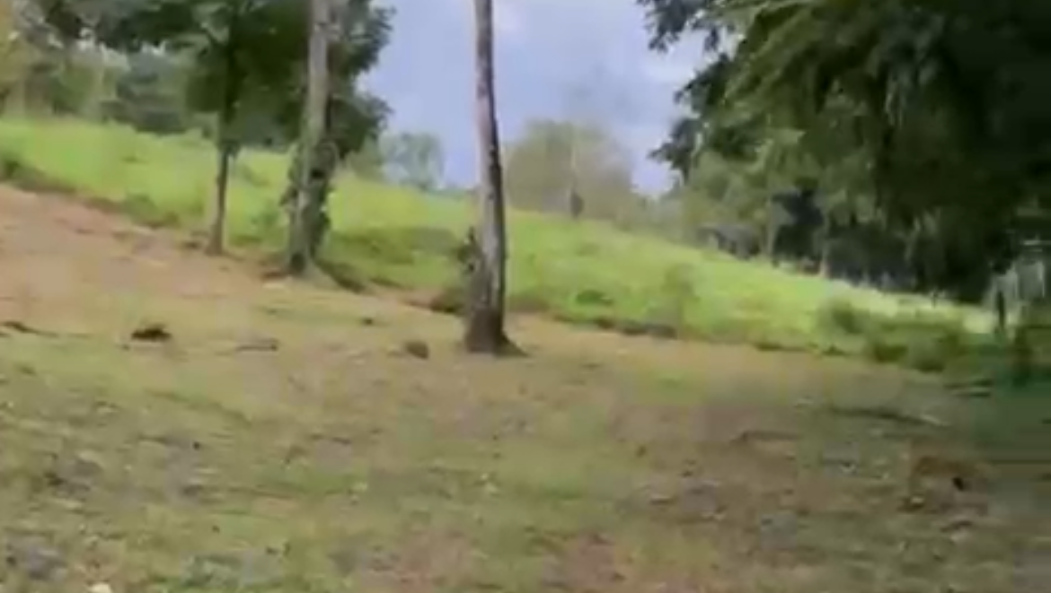 Help Me Return Home to Costa Rica photo