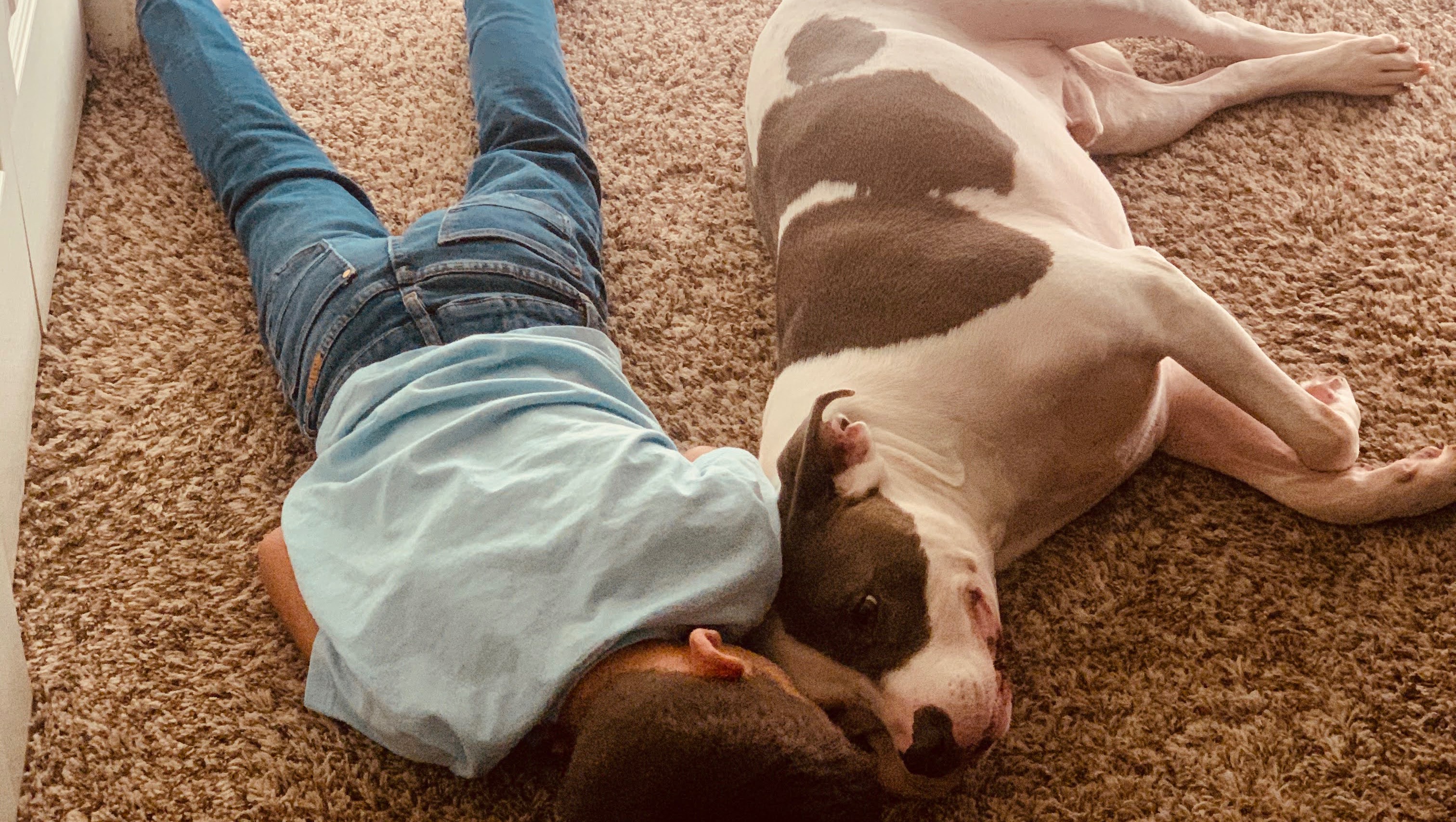 Petey’s Emergency Surgery photo