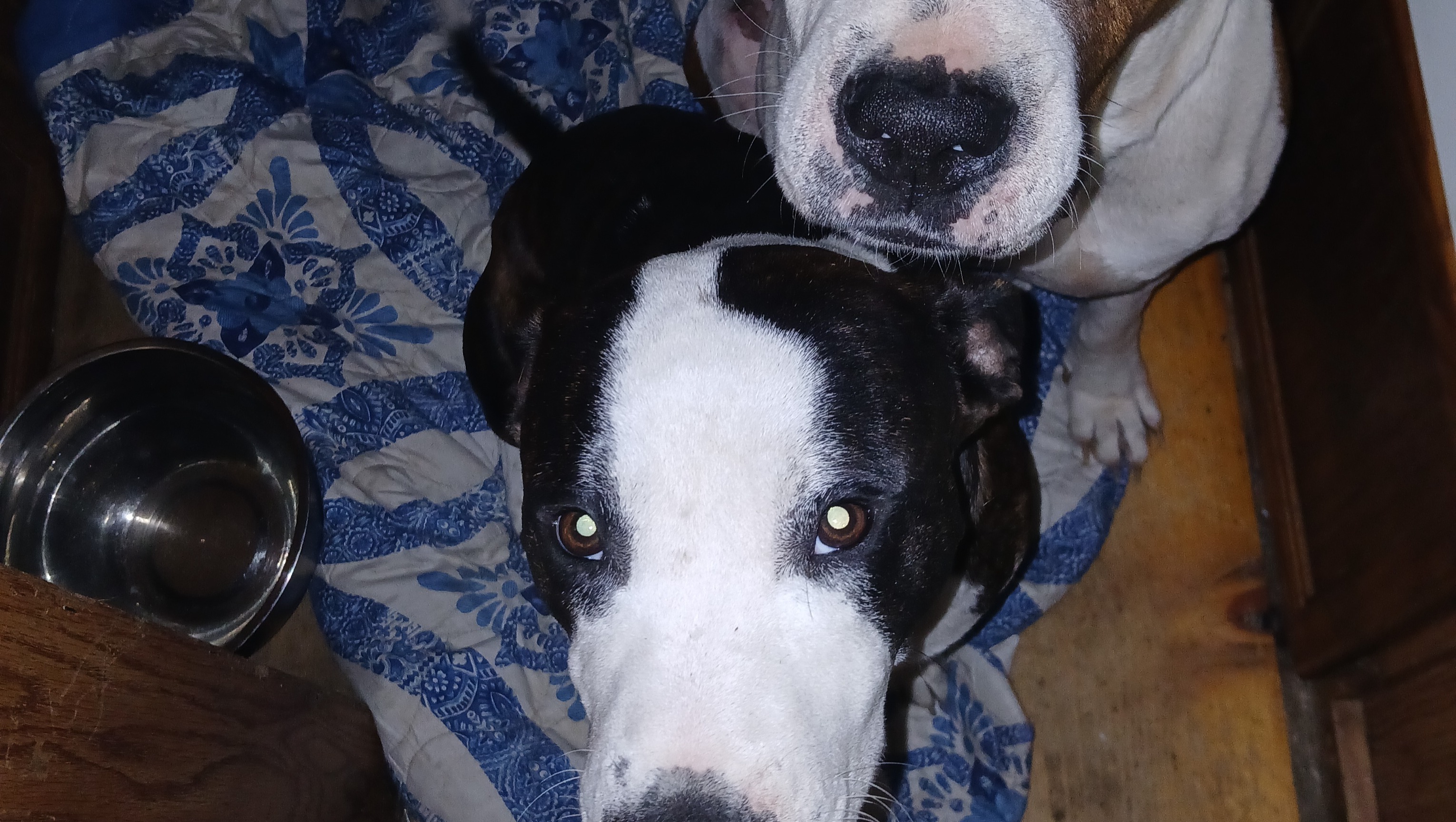 Help me make them happy and healthy photo