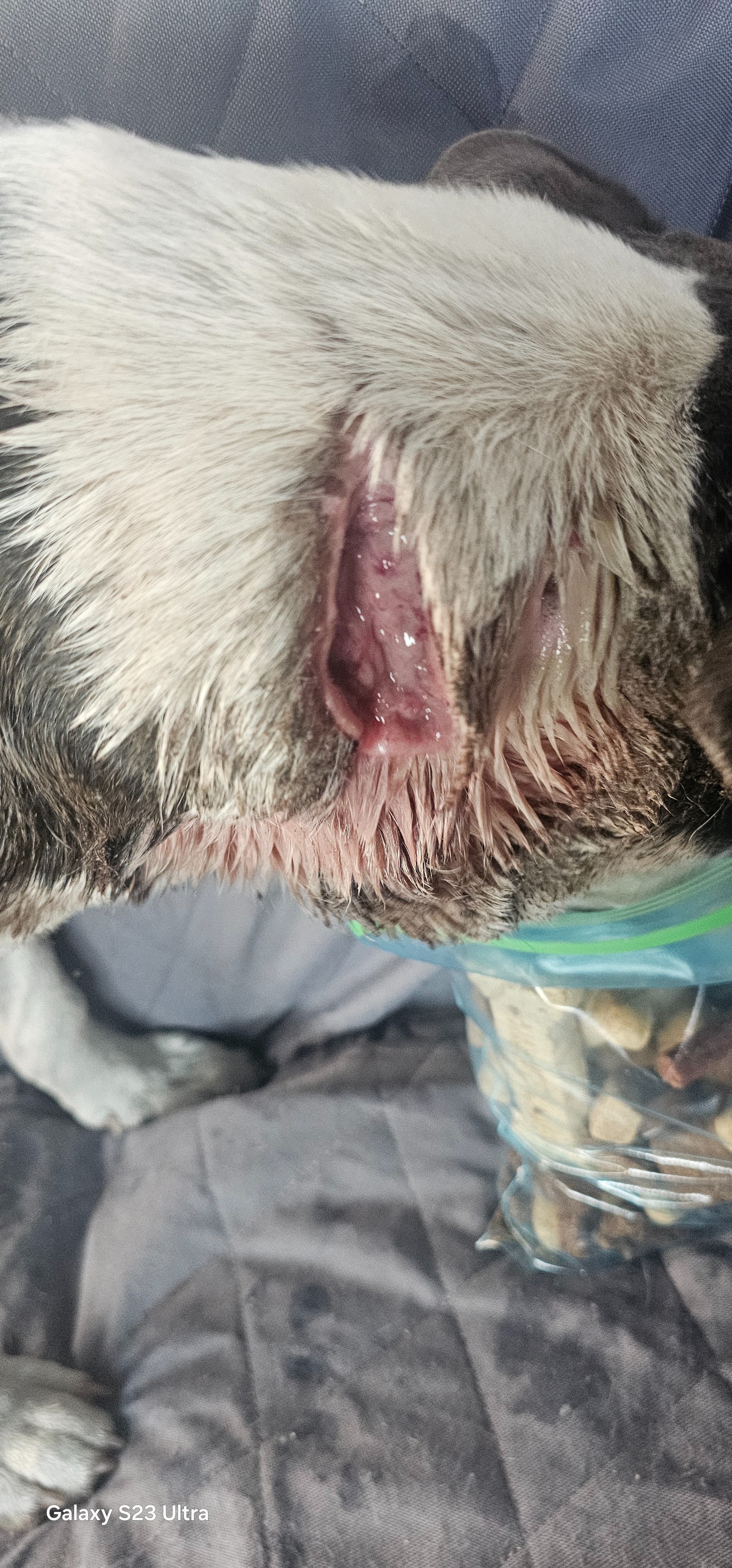 Stray Puppy Attacked By Dogs- Please Help campaign photo, 4 of 8