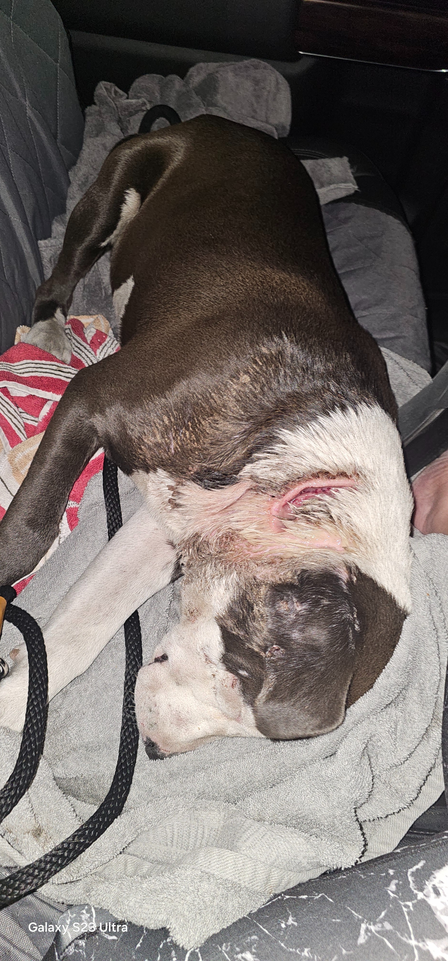 Stray Puppy Attacked By Dogs- Please Help campaign photo, 5 of 8