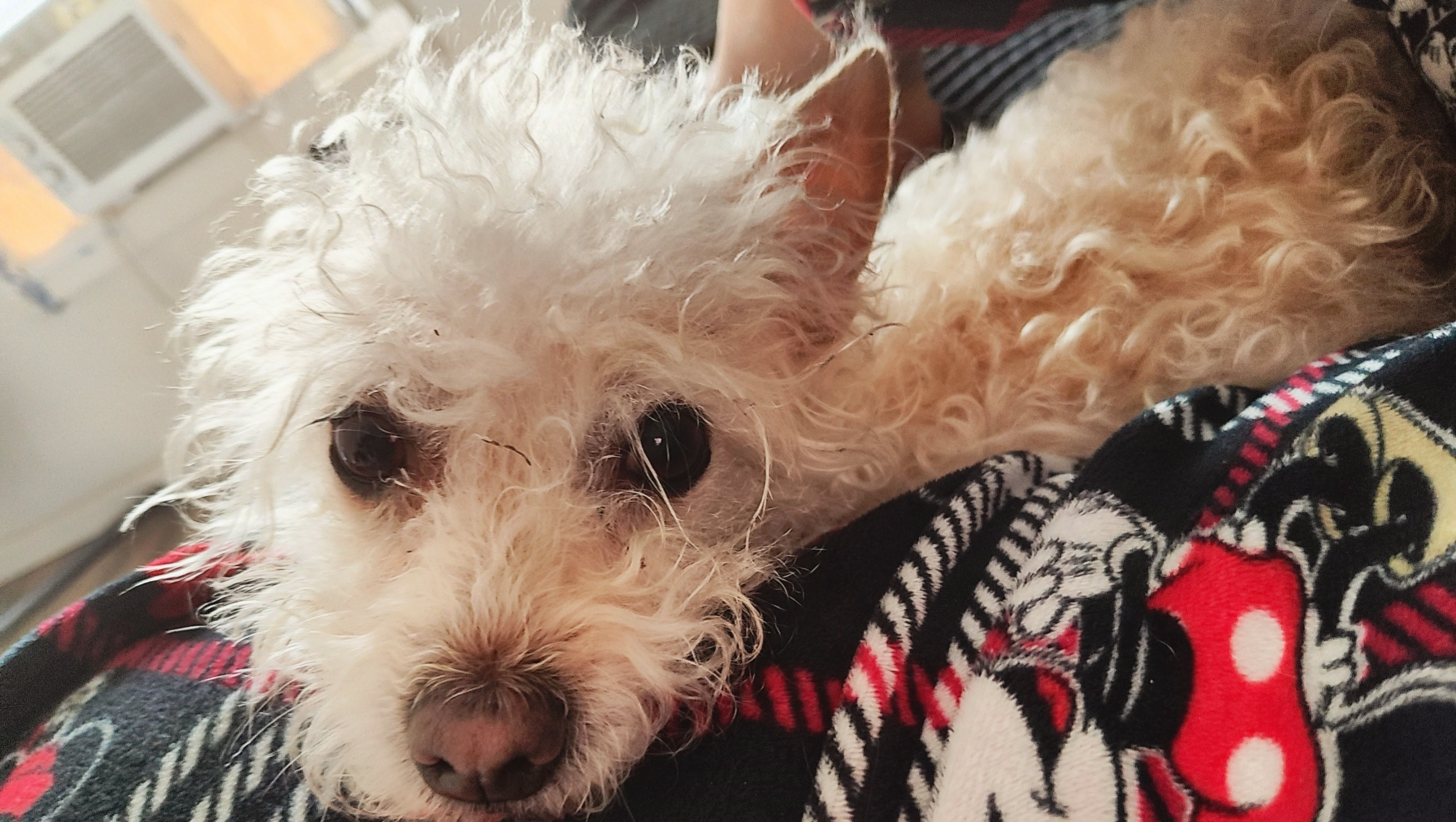 Help Elsa recover from Emergency Pyometra Surgery photo