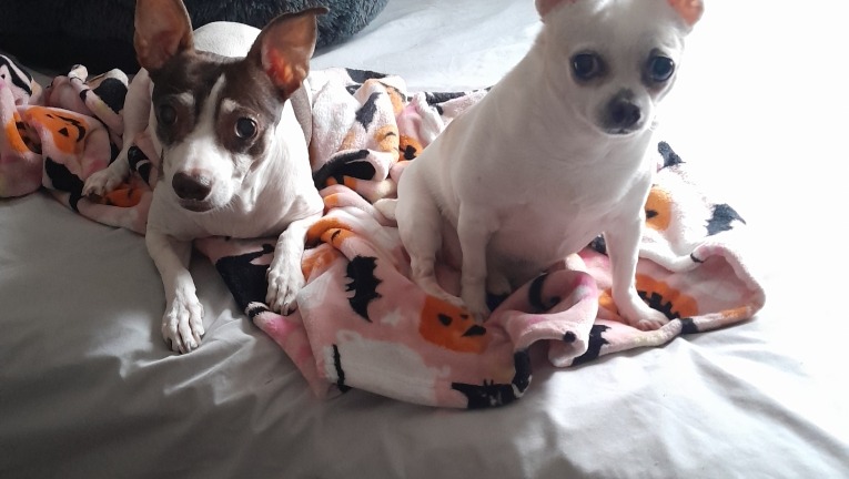 Help Taco Get Dental Care photo