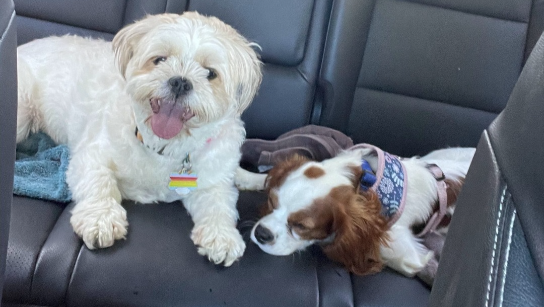 Help Luna Recover from Her Medical Emergency photo