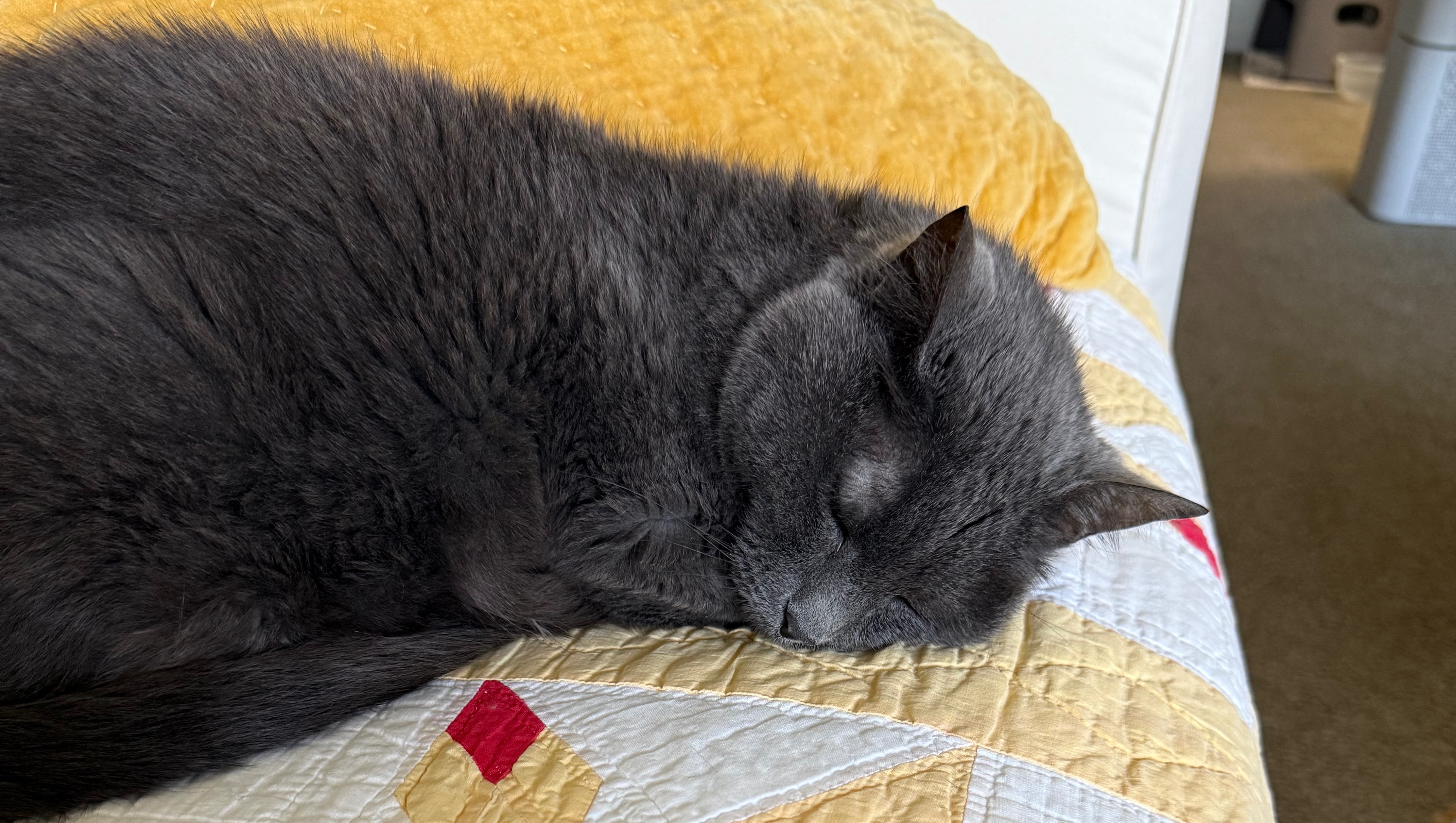 Blue needs your help! photo