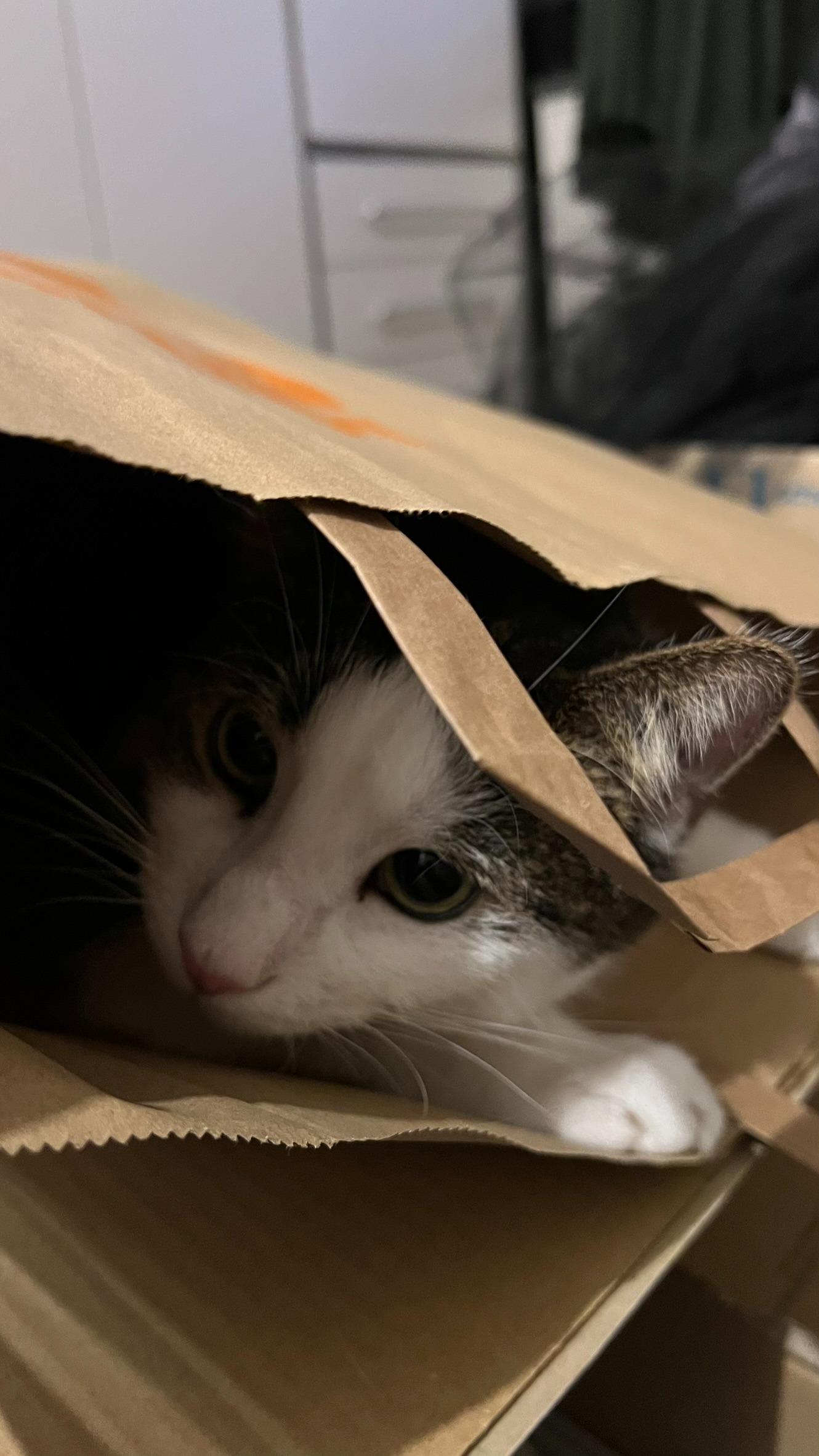 Drei kleine Leben brauchen jetzt unsere Hilfe campaign photo, 4 of 8