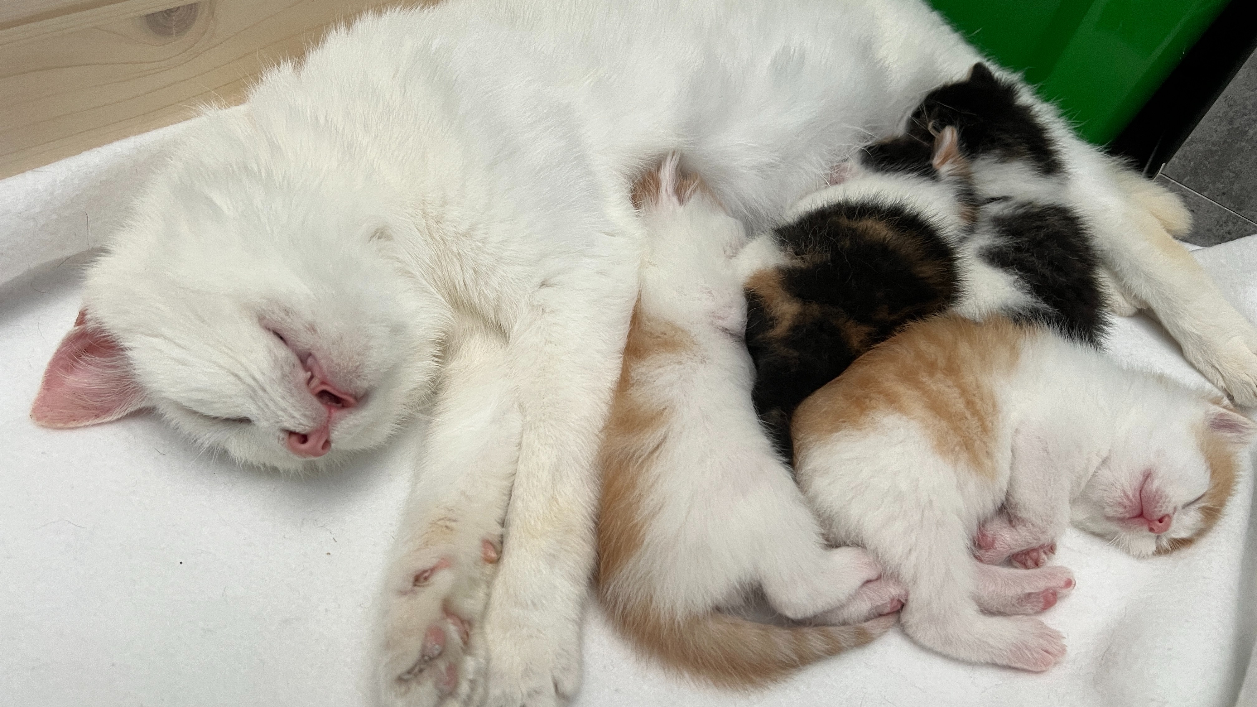 Drei kleine Leben brauchen jetzt unsere Hilfe campaign photo, 6 of 8