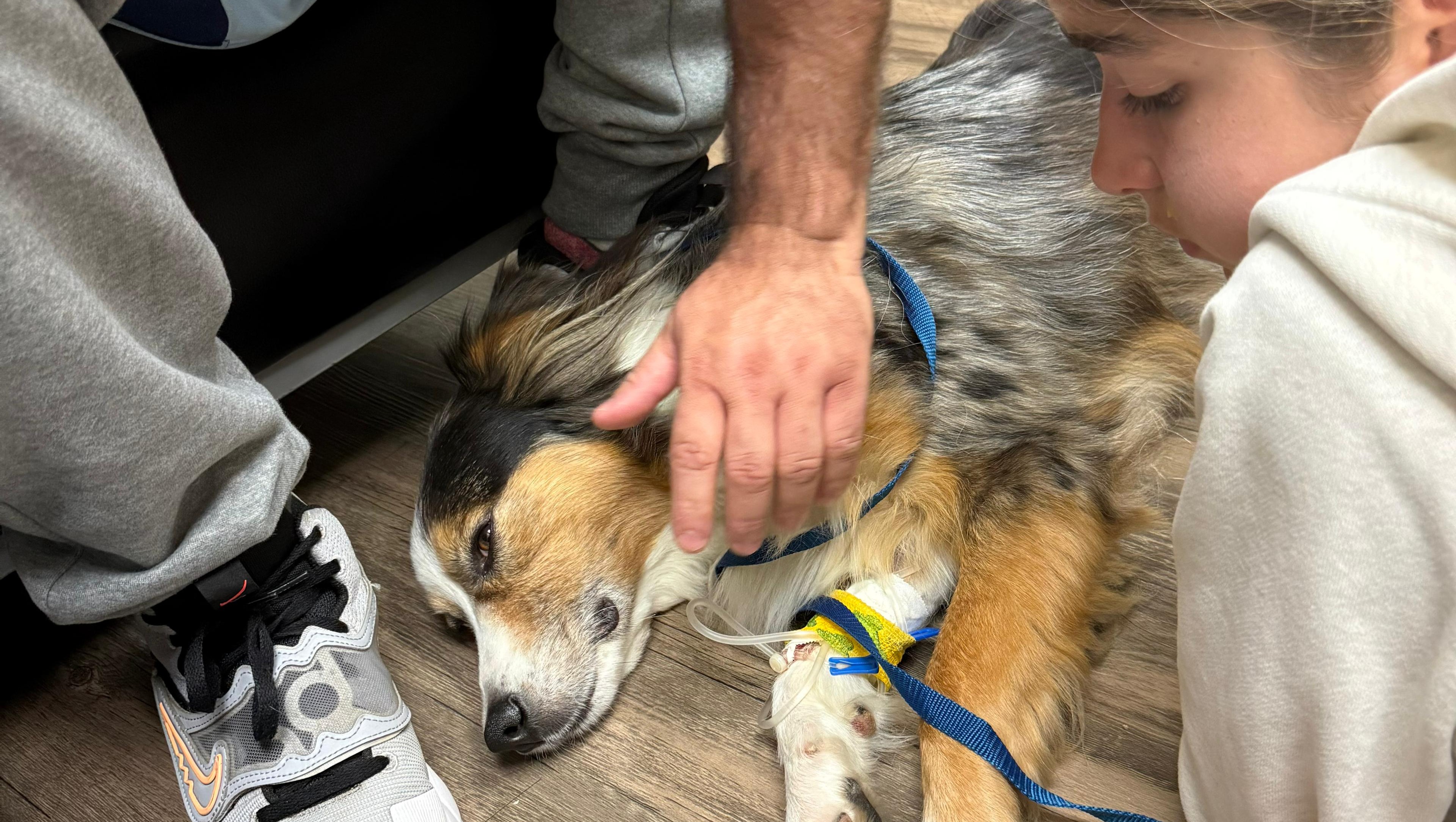 Help Cody the Dog Get His Second Chance
