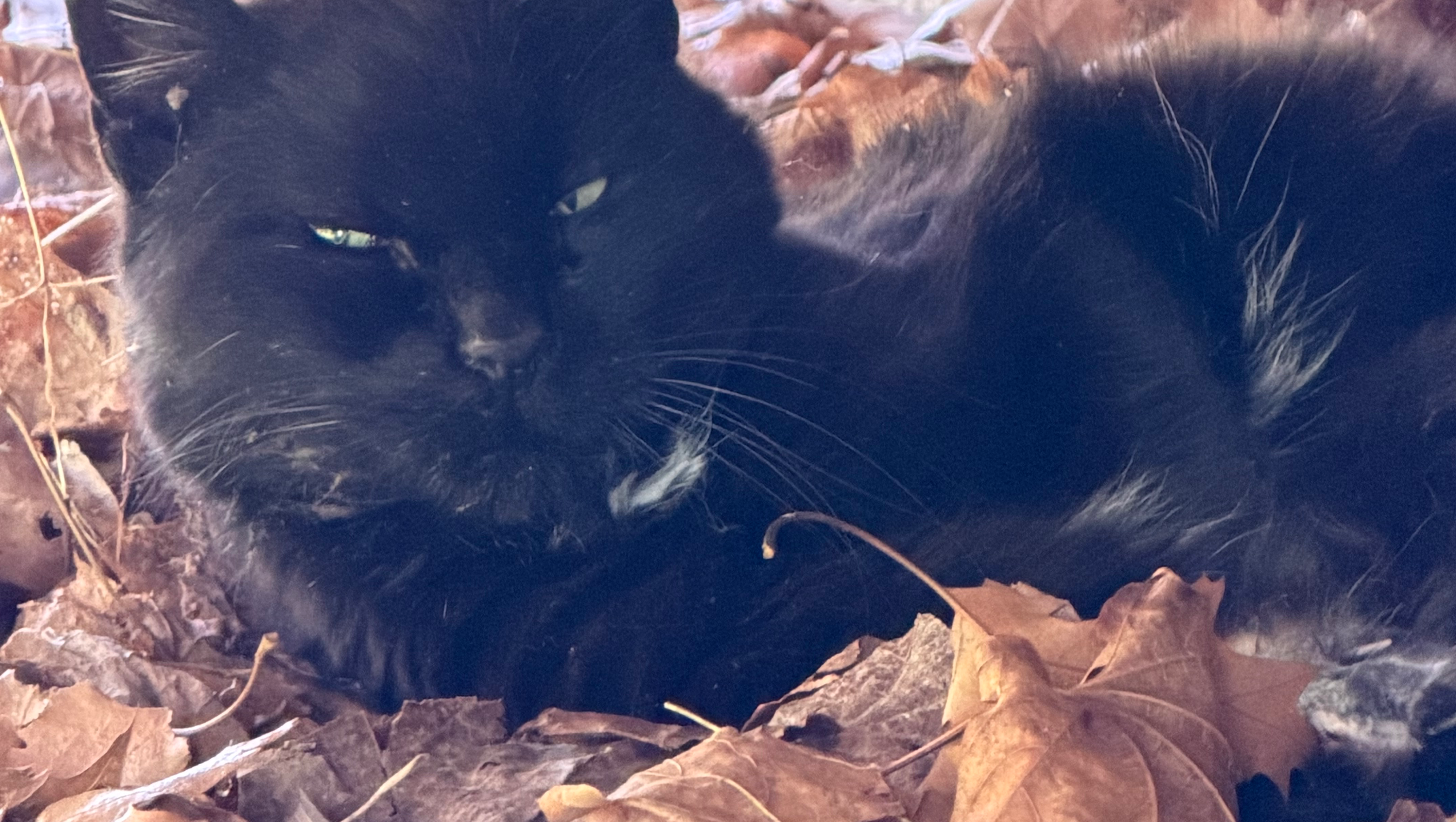 Help Stray Cat Recover and Rehabilitate photo