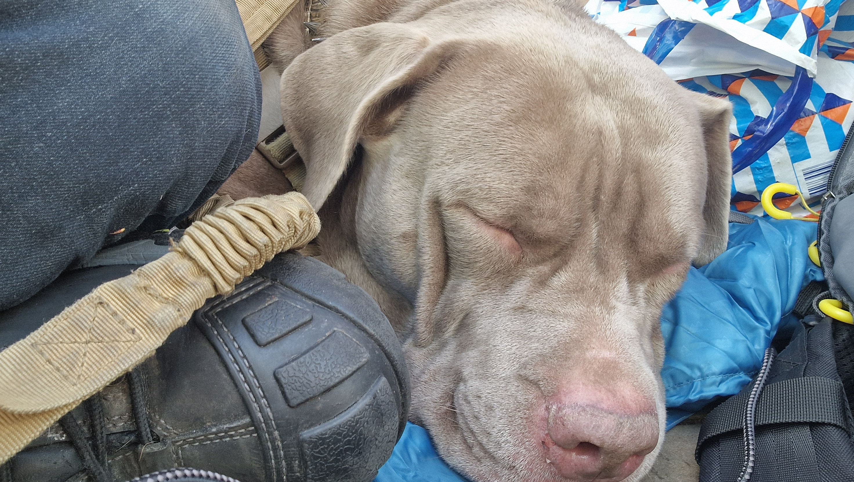 Help my dogs get off the streets and my mission to help more photo
