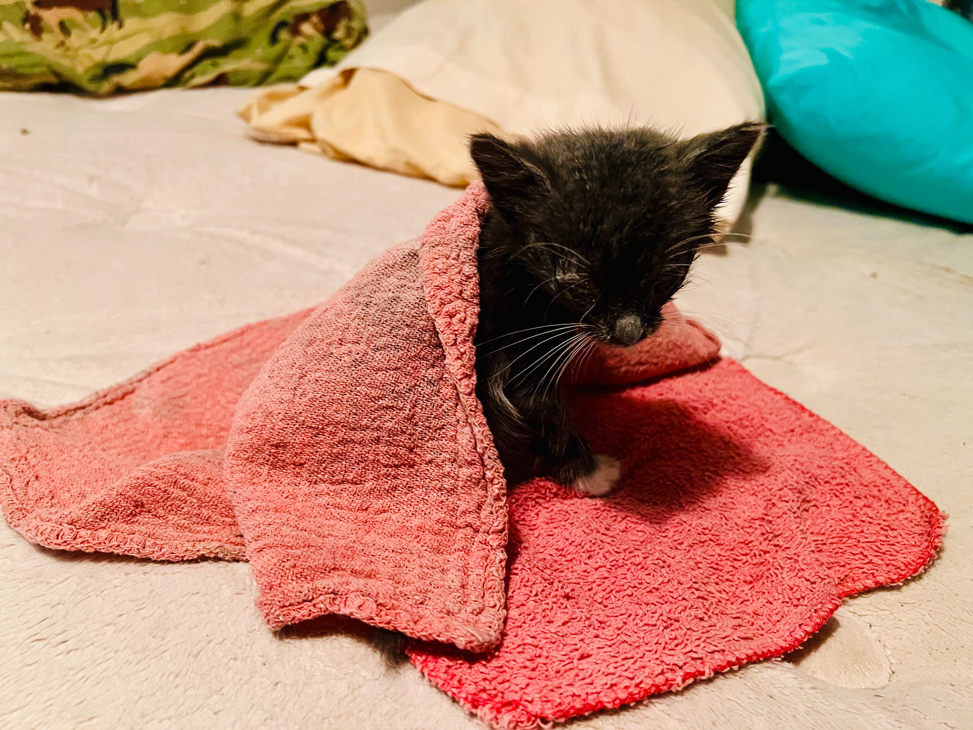 Support Claire's Mission for Our Forgotten Animals campaign photo, 5 of 8