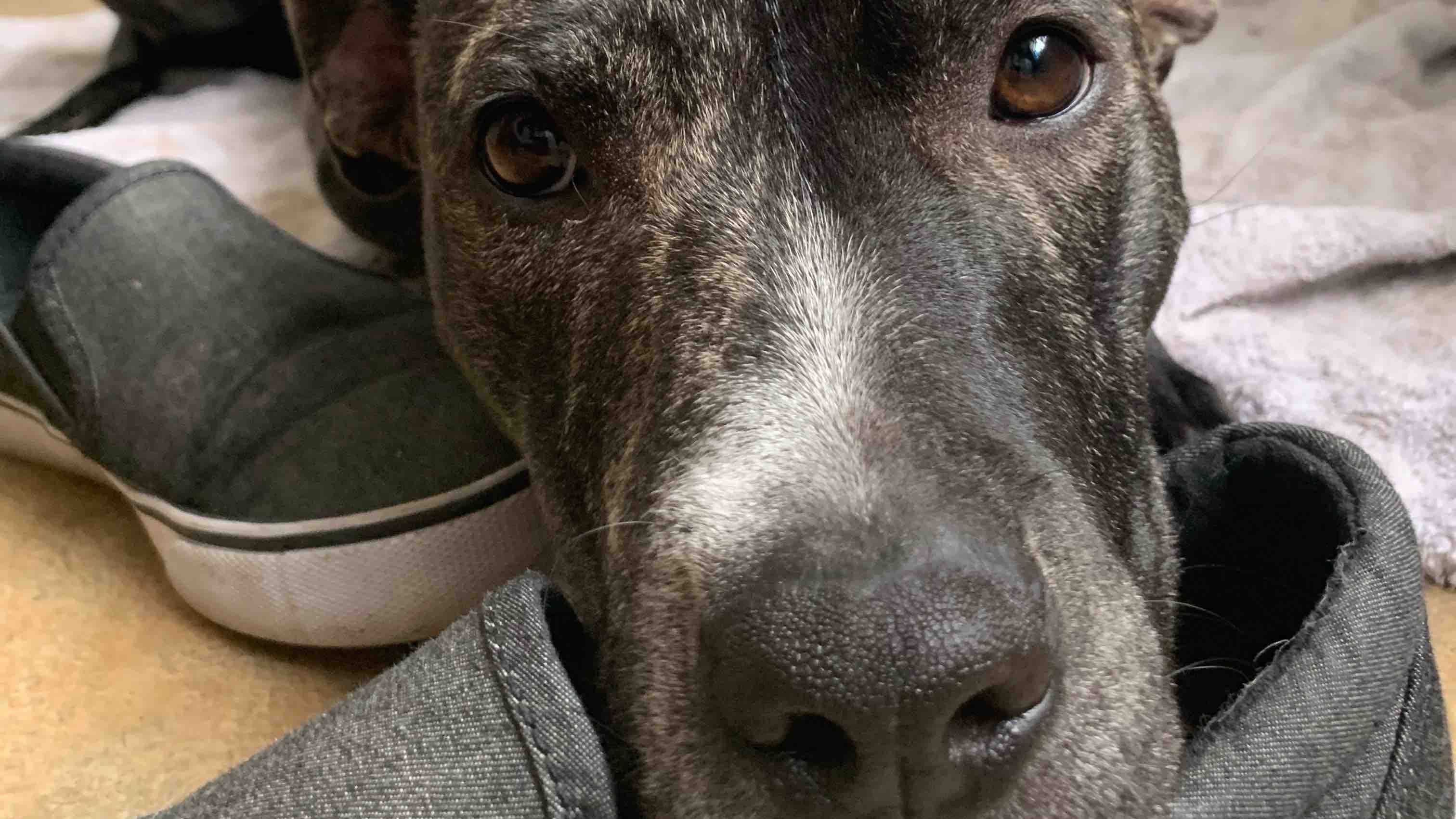 Support Housing & Training for Homeless Dogs in Louisiana photo