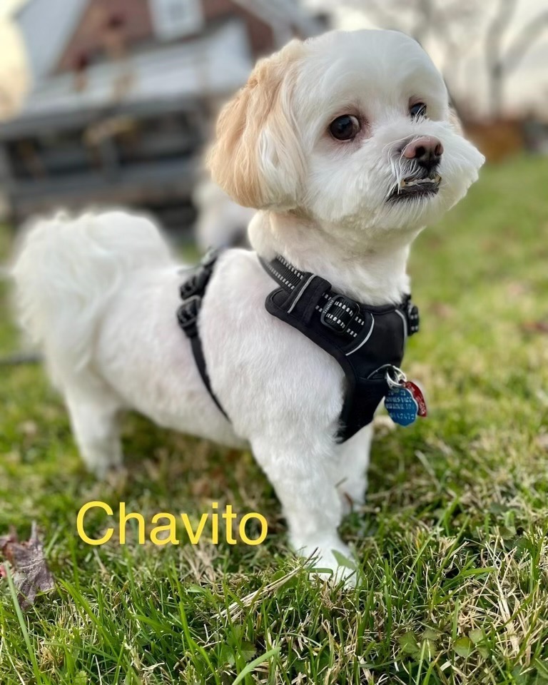 Help Chavito Walk Again - Emergency IVDD Surgery campaign photo, 4 of 5