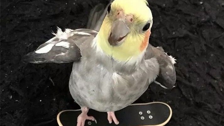 Help Brooklyn on her bird mission photo