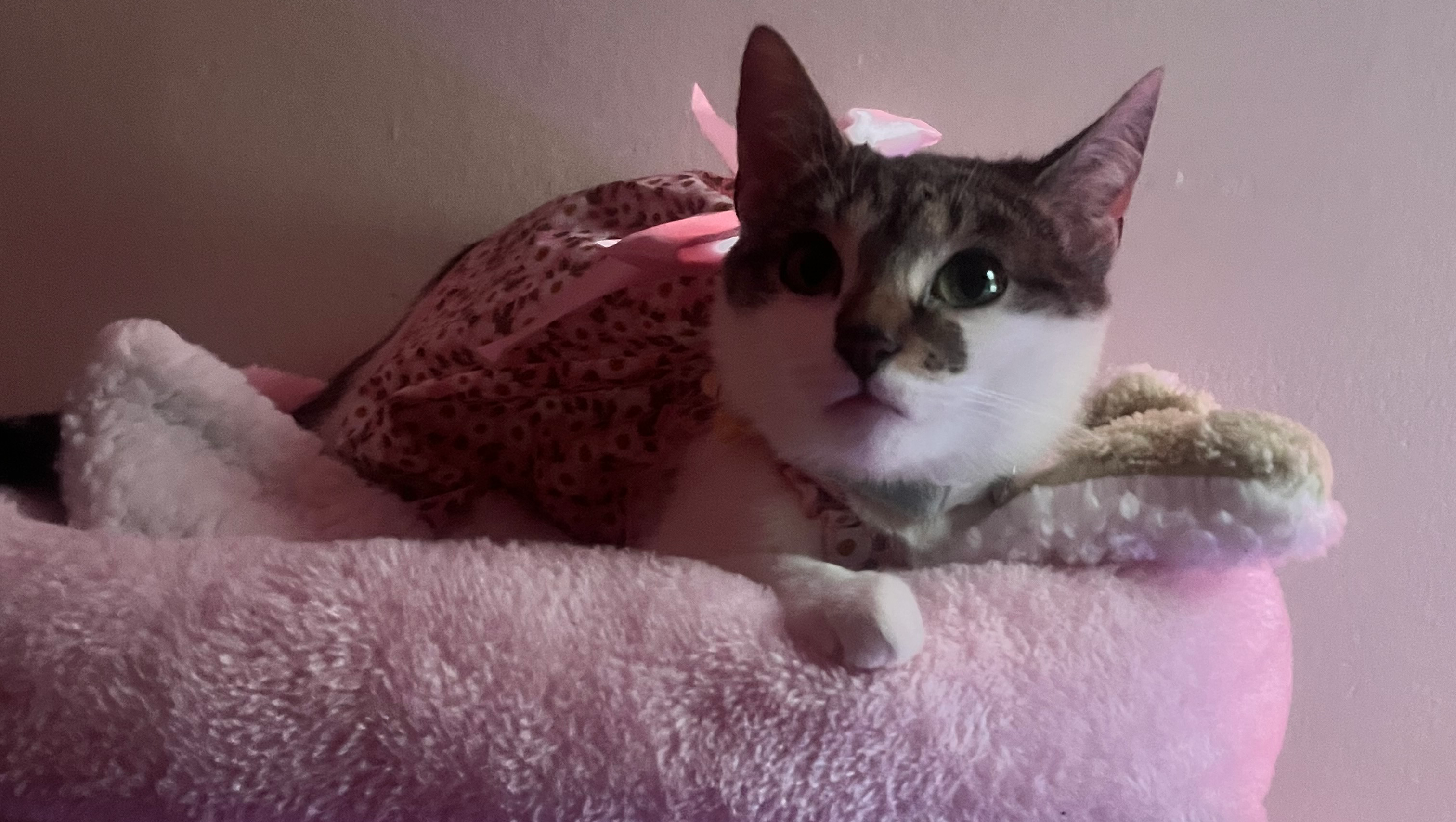 Help Nora Get Her Shots and Vaccinations photo