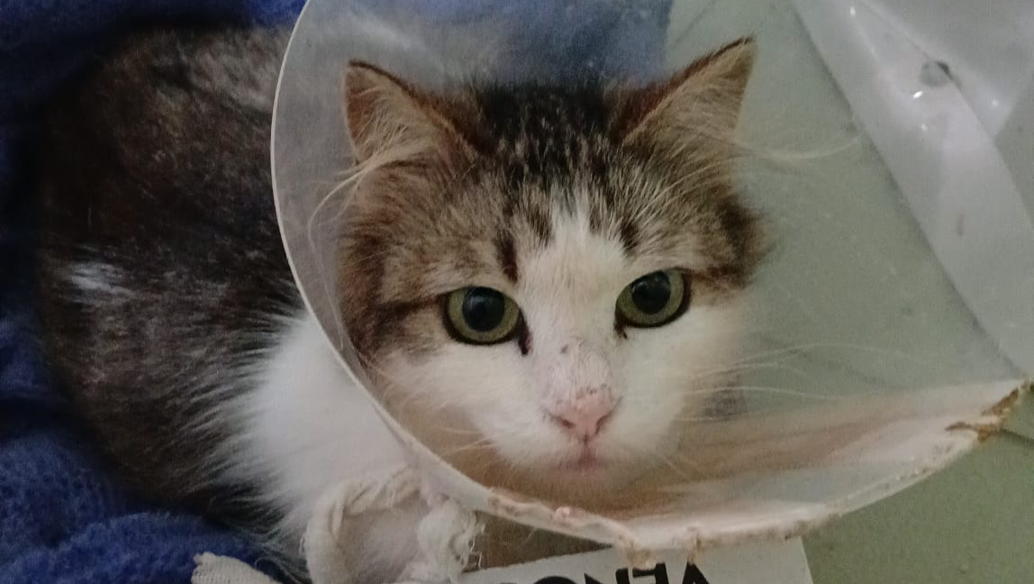 Una Zampa per Titty photo