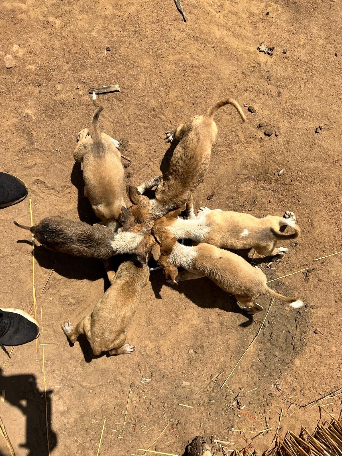 Life Changing Spay And Neuter Clinic in Salima, Malawi campaign photo, 4 of 8