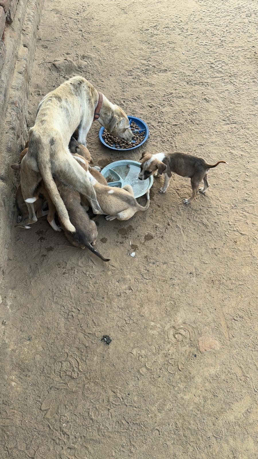 Life Changing Spay And Neuter Clinic in Salima, Malawi campaign photo, 2 of 8