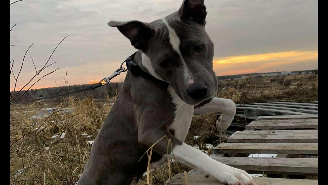 Besoin d'aide pour soin médical chien photo
