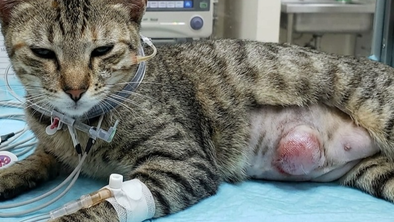 Mia has an abdominal tumor photo