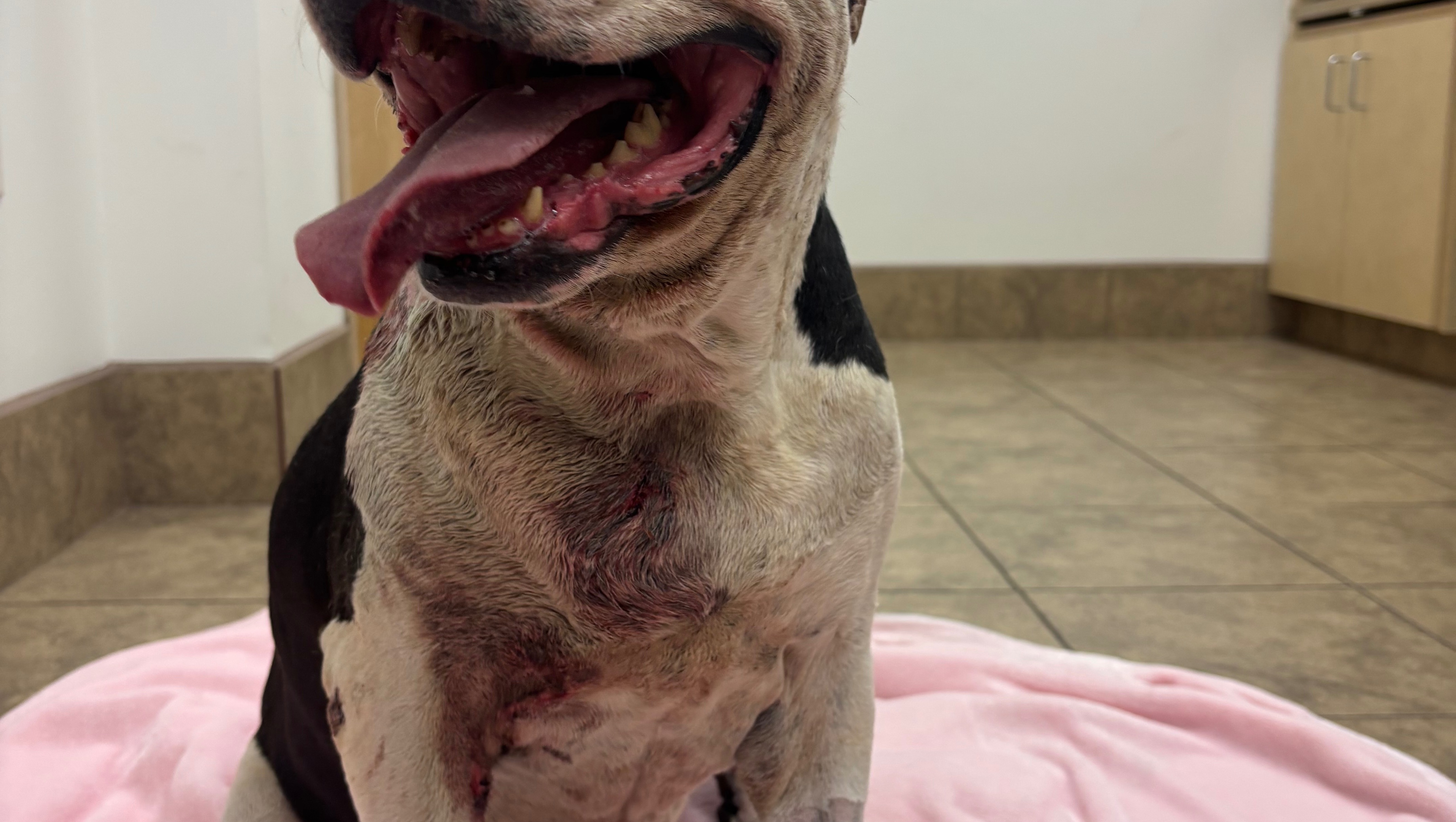 Aid for Lylah's Critical Vet Treatment photo