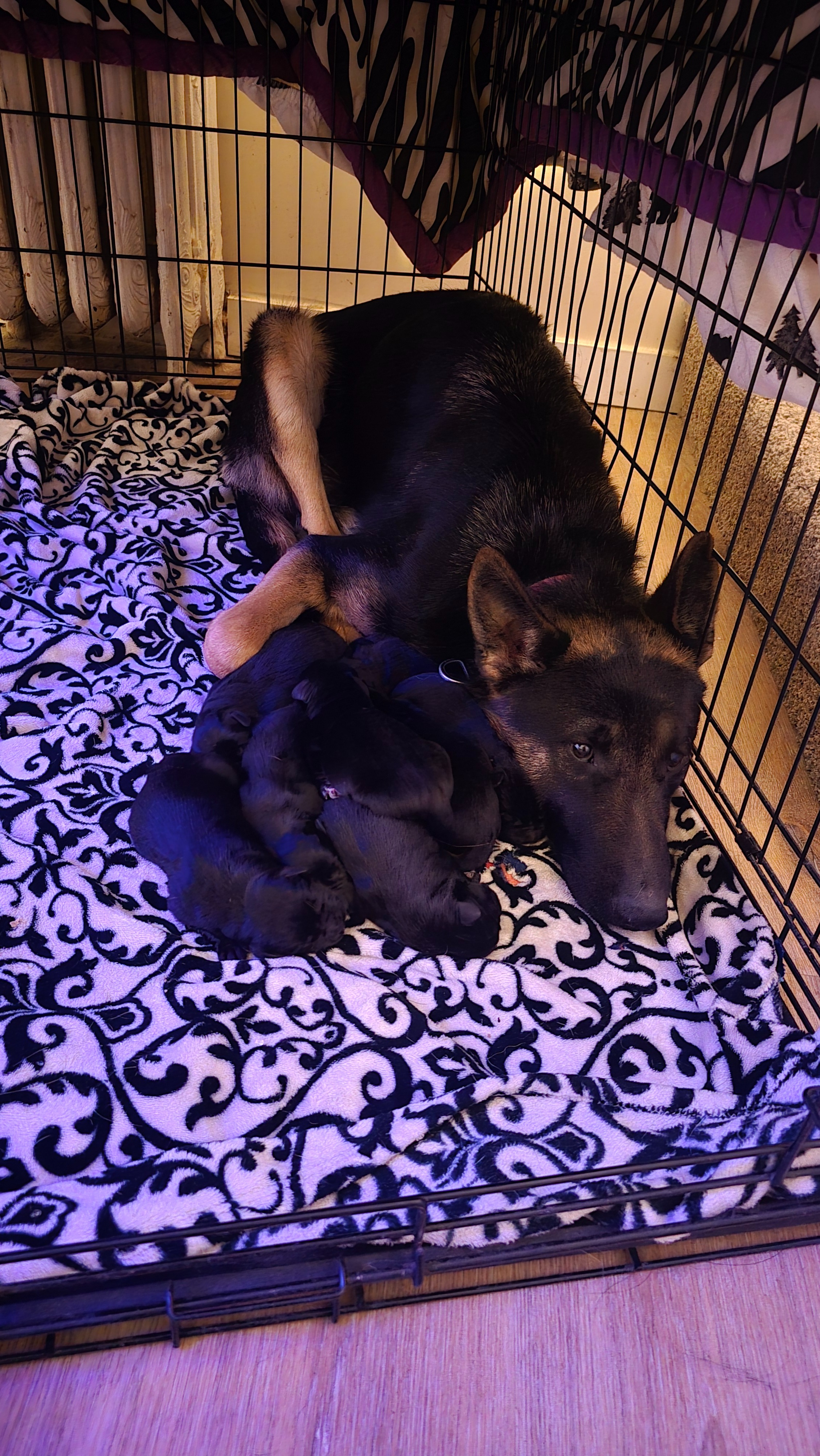Support Lulu’s Puppies for a Bright Future campaign photo, 4 of 7