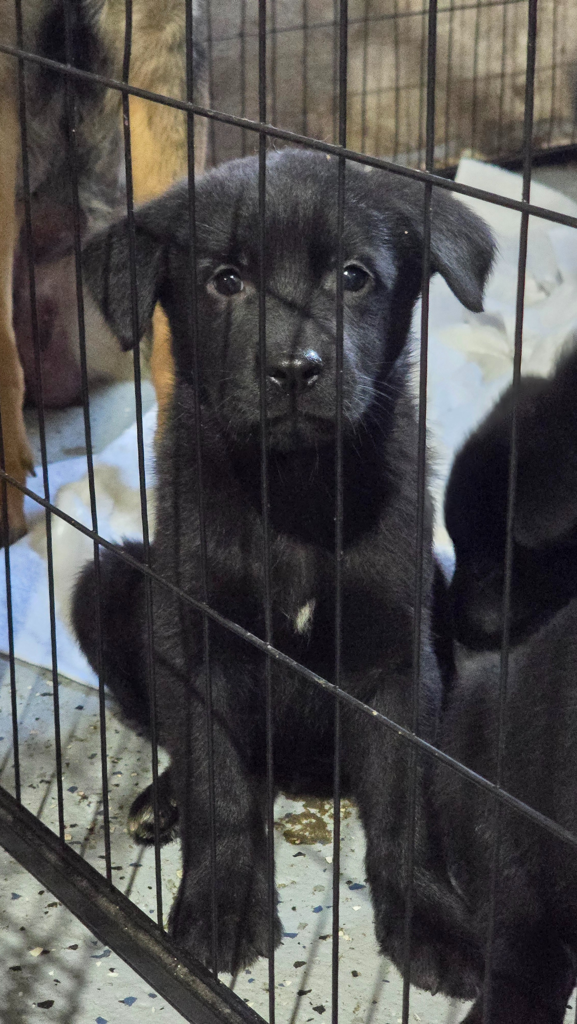 Support Lulu’s Puppies for a Bright Future campaign photo, 5 of 7
