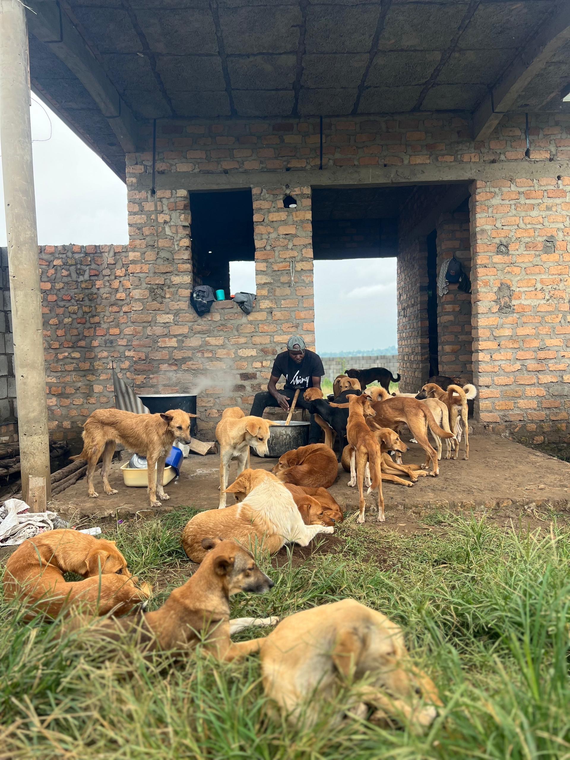 Lone Strays Get Home (Phase 2): Survival to Sustainability campaign photo, 7 of 8