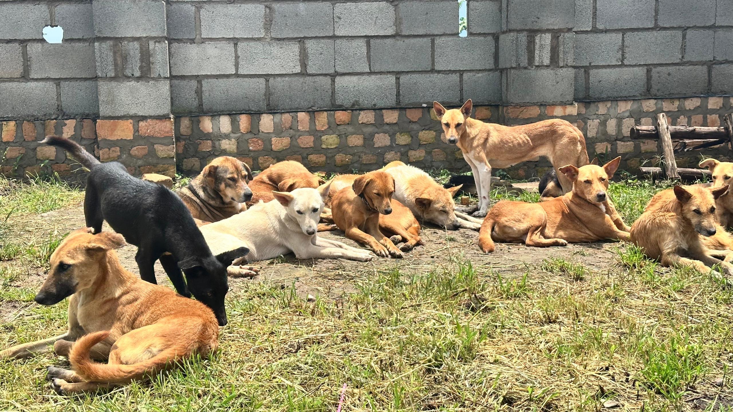 Lone Strays Get Home (Phase 2): Survival to Sustainability campaign photo, 4 of 8