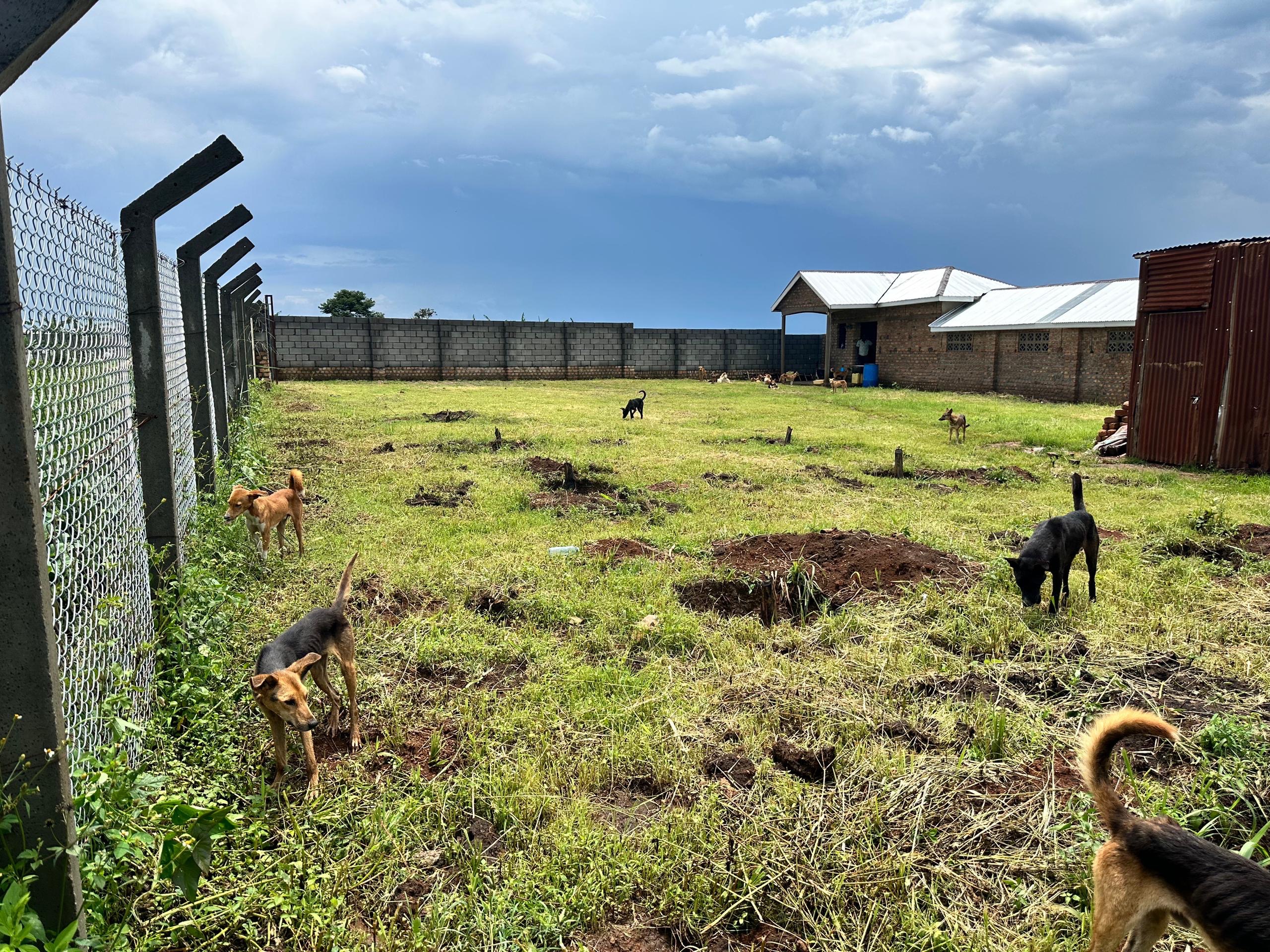 Lone Strays Get Home (Phase 2): Survival to Sustainability campaign photo, 5 of 8
