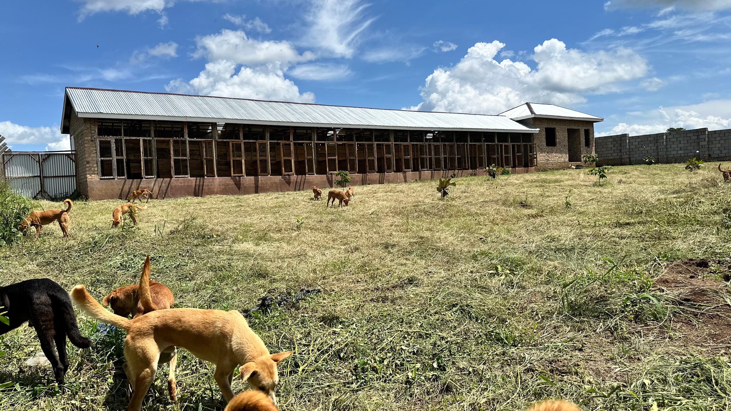 Lone Strays Get Home (Phase 2): Survival to Sustainability campaign photo, 6 of 8