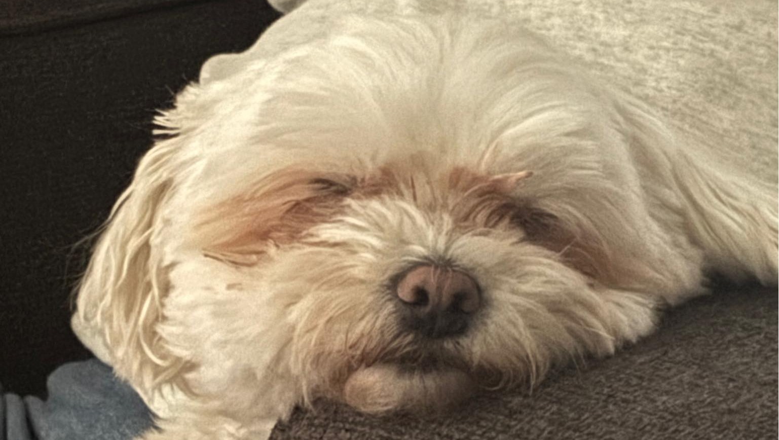 Help Peanut Get Lifesaving Surgery photo