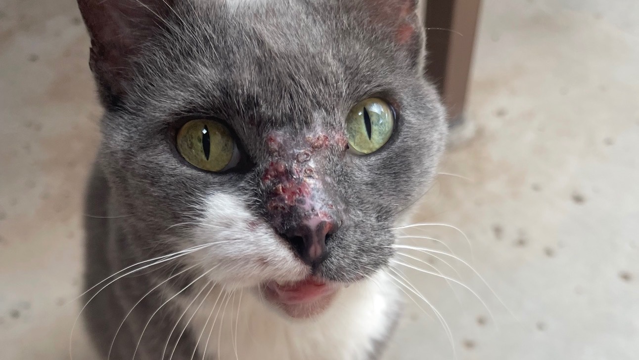 Help Brady The Kitty Finally Recover & Heal! photo