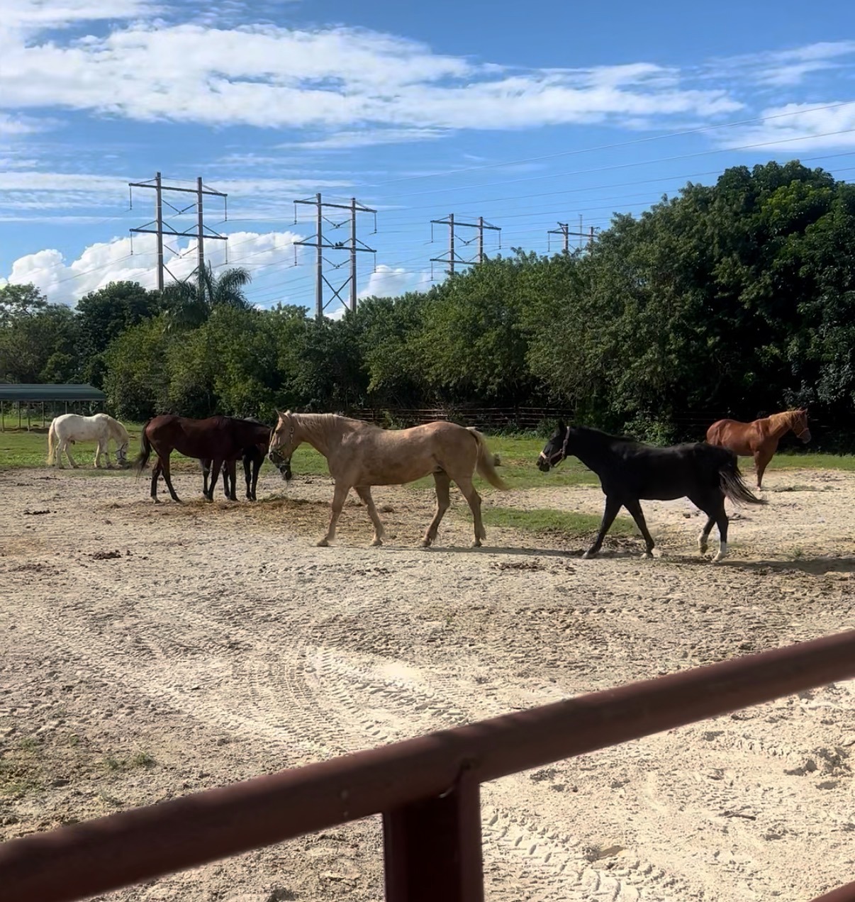 Fundraiser by Gabi and Clara , two equestrians : Give Rescue Horses A ...