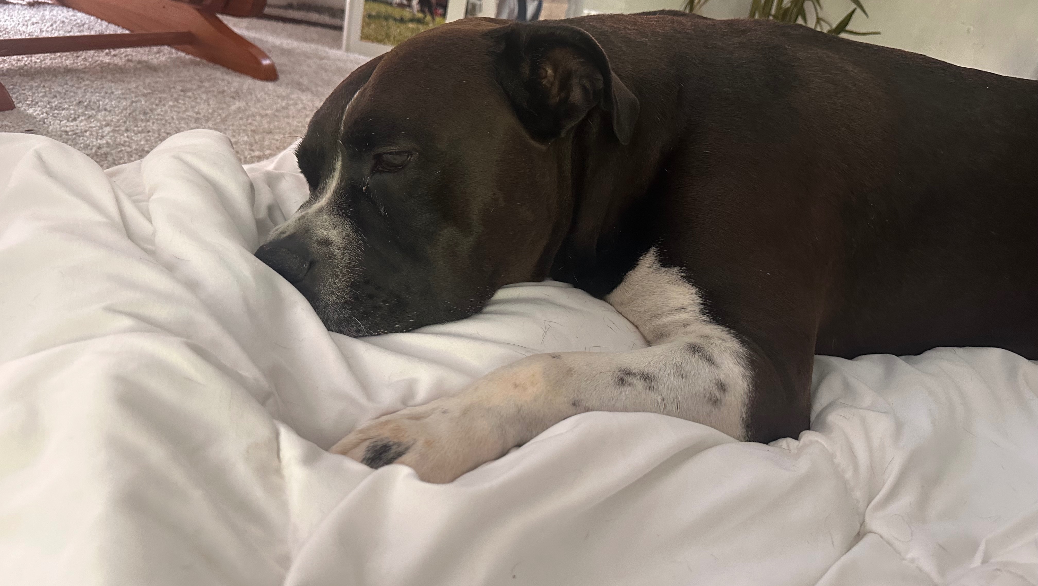 Help my dog get his urgent back surgery please photo