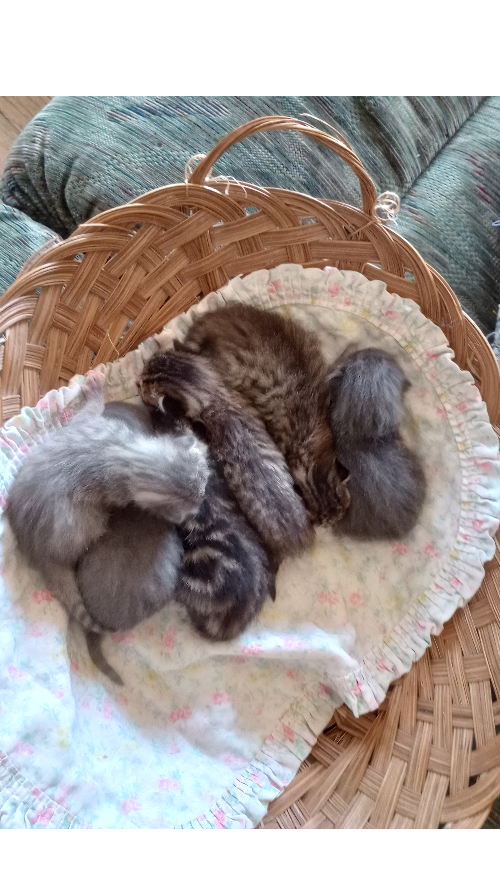 Help Us Care for Abandoned Cats in Need photo
