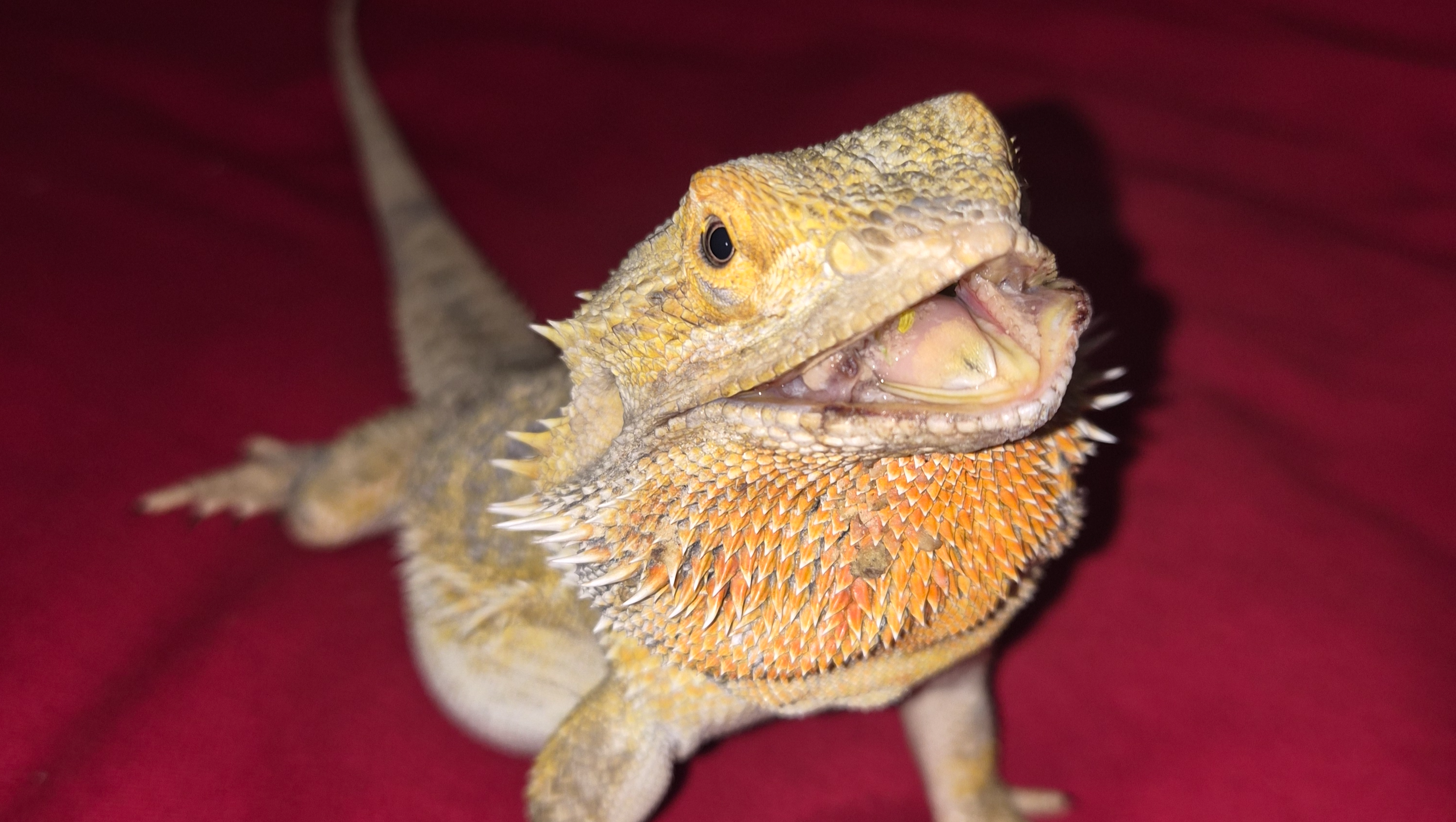 Help Mushu Get Jaw Surgery photo