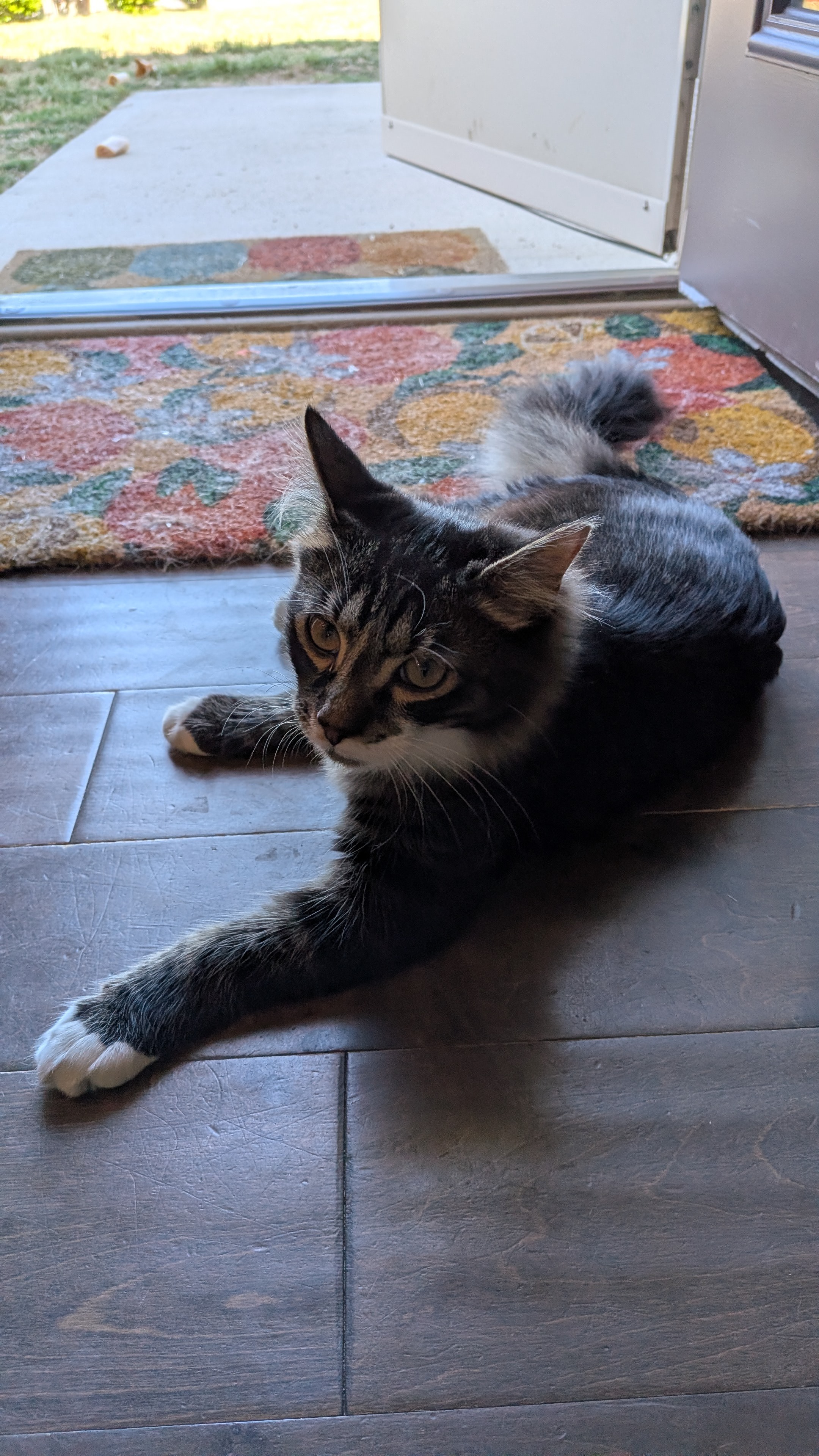 Kittens, dogs, and strays - oh my! Help us care for them campaign photo, 6 of 7