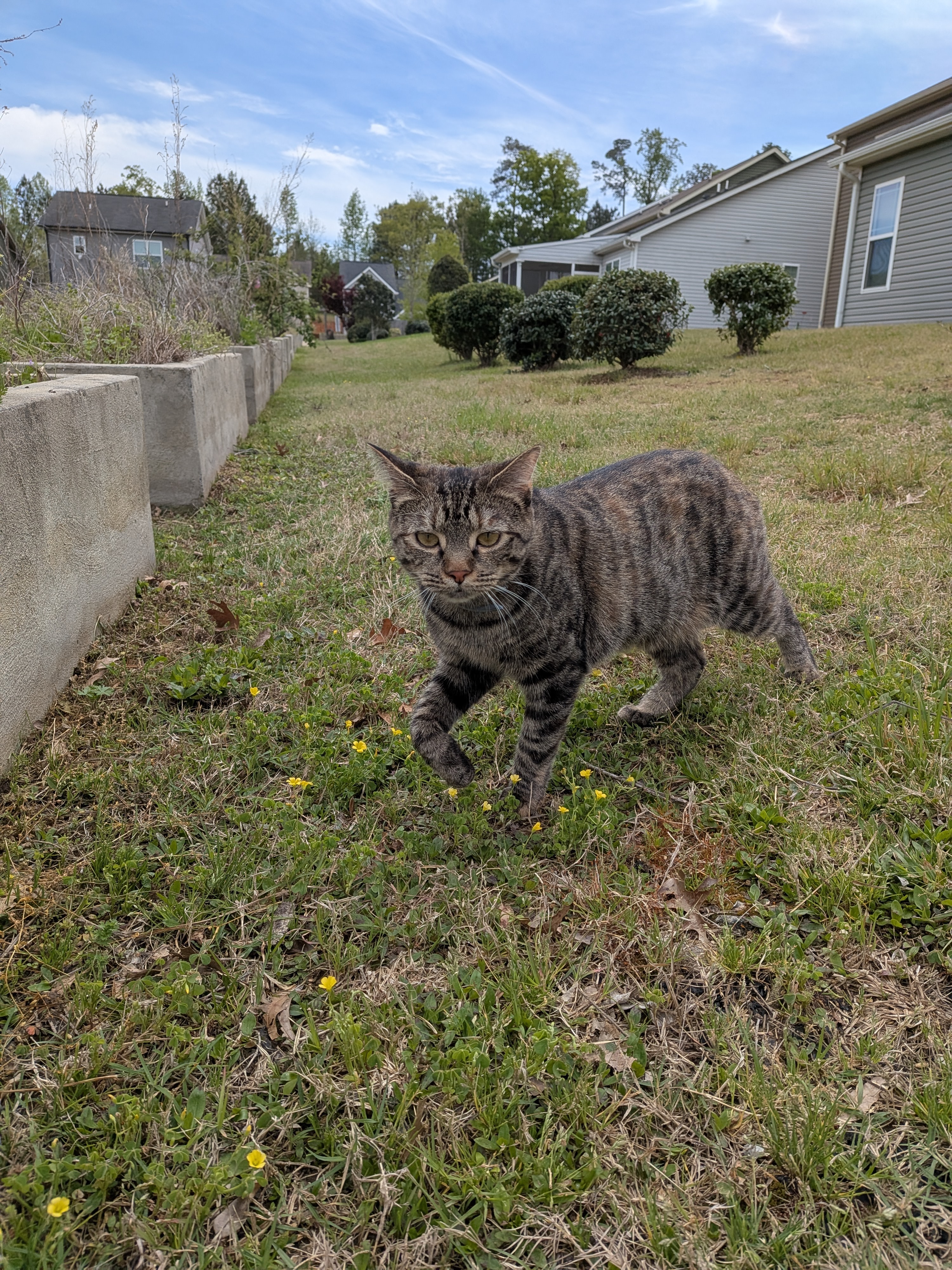 Kittens, dogs, and strays - oh my! Help us care for them campaign photo, 5 of 7