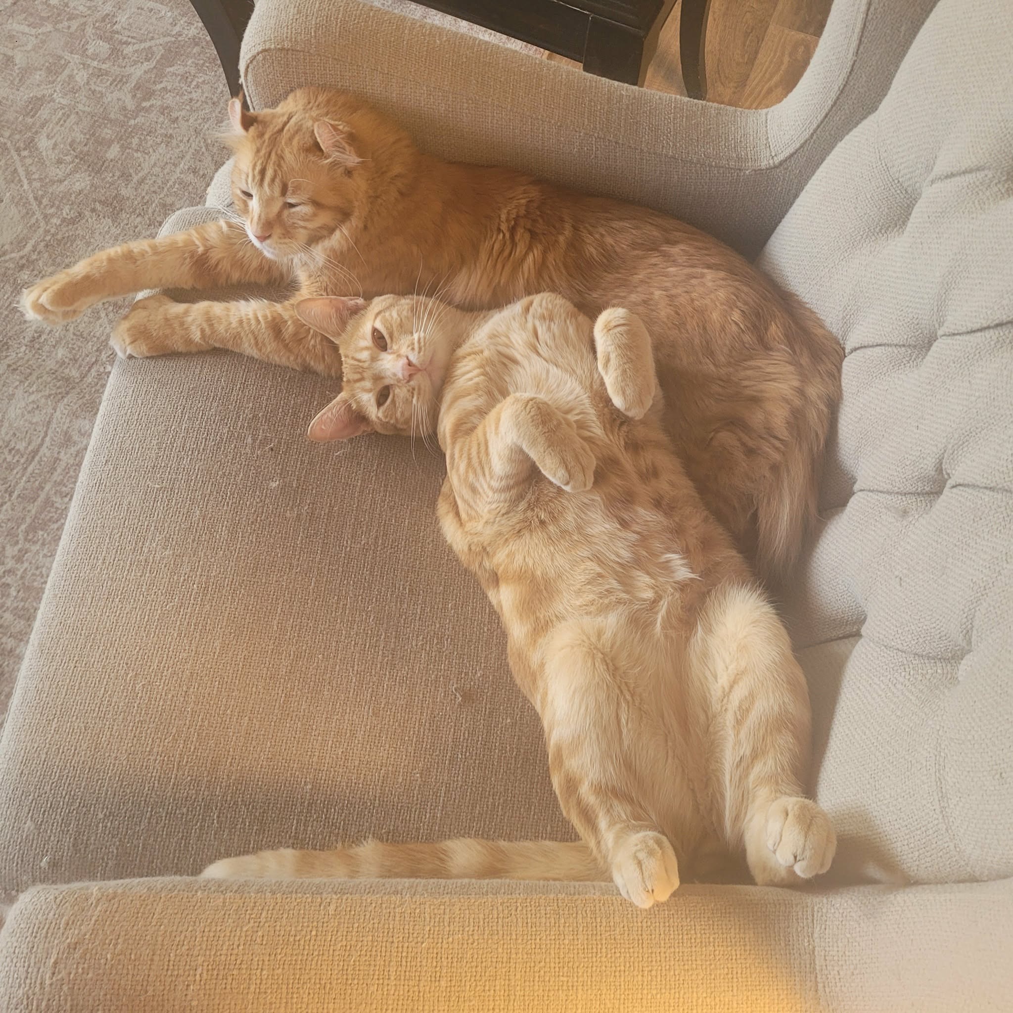 Support Cooper’s Life-Saving Operation campaign photo, 2 of 7